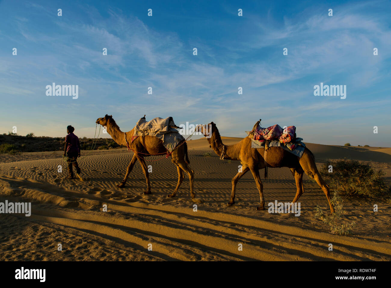 Kamele in der Wüste Thar, Rajasthan Stockfoto