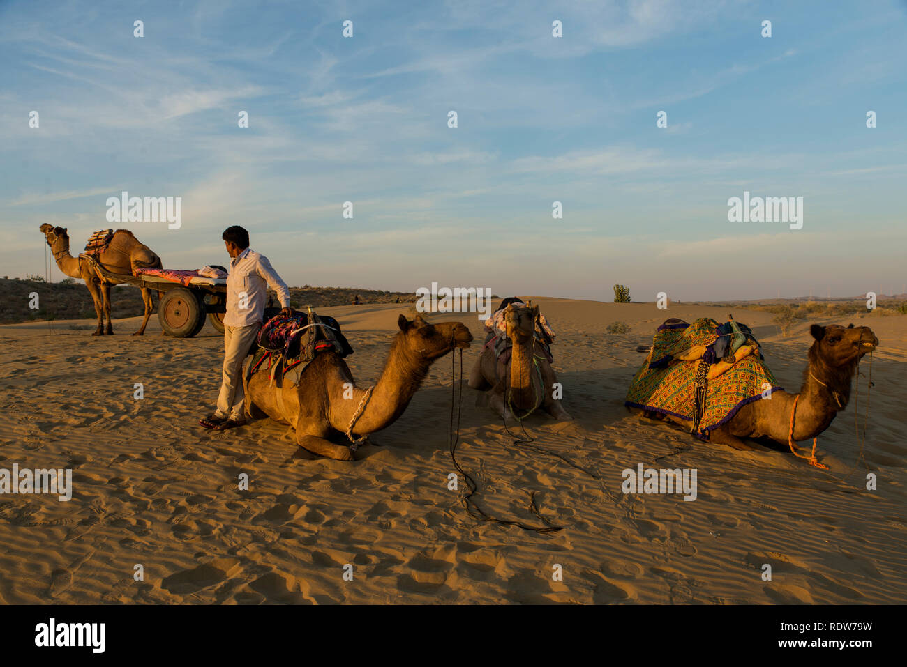 Kamele in der Wüste Thar, Rajasthan Stockfoto