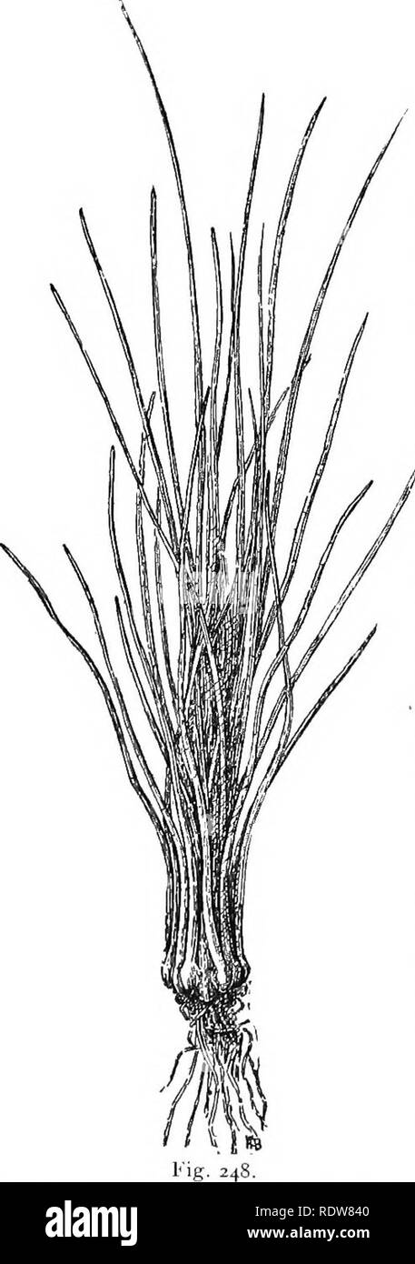 . Elementare Botanik. Botanik. Kapitel XXIX. (QUILLWORTS ISOETES). 397. Die quillworts, wie sie im Volksmund genannt, sind sehr neugierig. Sie wachsen in nassen sumpfigen Orten. Sie erhalten ihren Namen von den angeblichen Ähnlichkeit der Blätter zu einem Federkiel. Abb. 248 stellt eine Dieser. quillworts (isoetes Engelmannii). Die Blätter sind die prominenten Teil der Anlage, und Sie sind über alle, außer die Wurzeln gesehen werden kann, ohne dass die Blätter. Jedes Blatt, es wird gesehen werden, ist lang und Nadel-wie, ex-Cept der basalen Teil, der erweitert wird, nicht sehr anders als in-line, eine Skala eines Onio Stockfoto