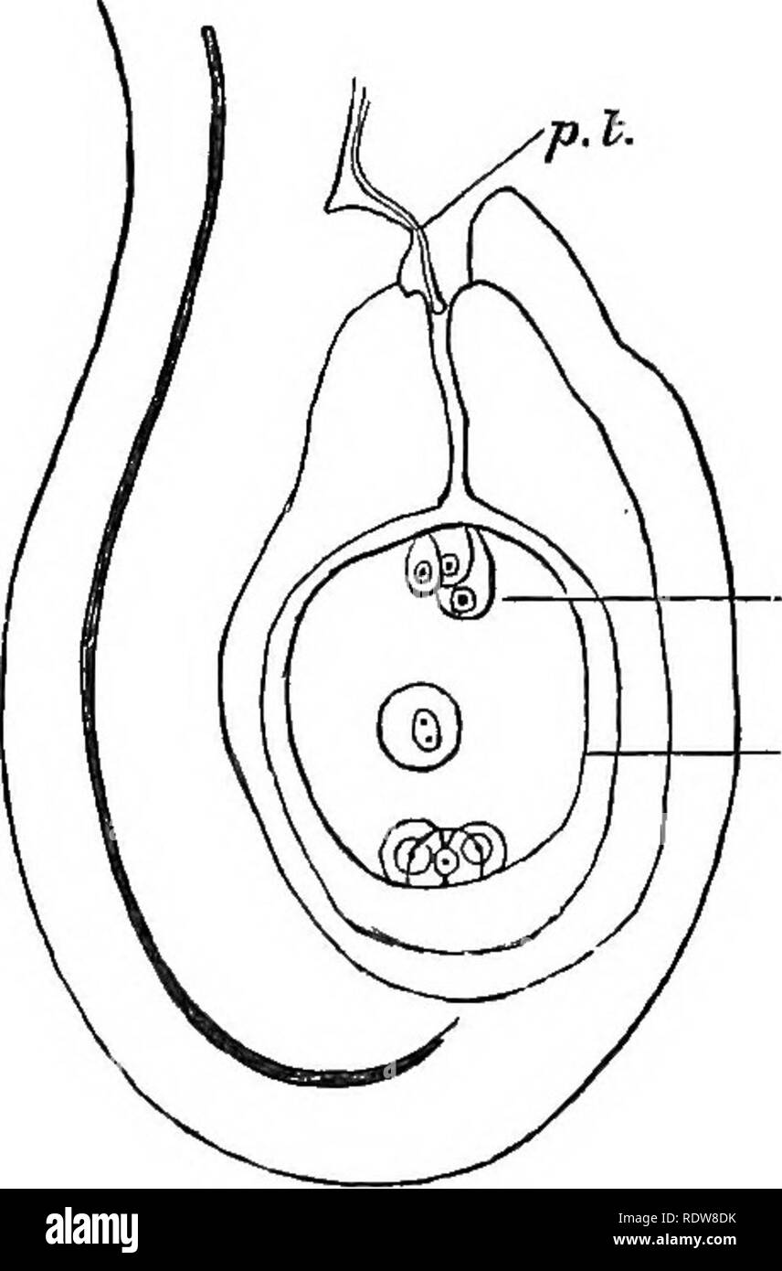 . Eine Einführung in die pflanzlichen Physiologie. Pflanzenphysiologie. Abb. 178.- Samenanlage oi' Pinus, ZEIGT DIE PROTHALLIUM; Ende, in der Megaspoke Mac; Arch, archegonia. Abb. 179.- Eizelle als Angio - SPEEM, ZEIGT DIE MEGASPOUE; Mac, mit seinen Peothallium; oos, oosphere. Kern wie in anderen Fällen. Wenn die Keimung beginnt diese teilt sich in zwei, von denen eine reist an jedem Ende der eiförmig Spore. Jede dieser entsteht durch zwei aufeinanderfolgende Divisionen zu einer Gruppe von vier Kernen und einem Kern aus jeder Gruppe kehrt in die Mitte der Zelle, wo die beiden verschmelzen. Diese werden oft als die Polar Stockfoto