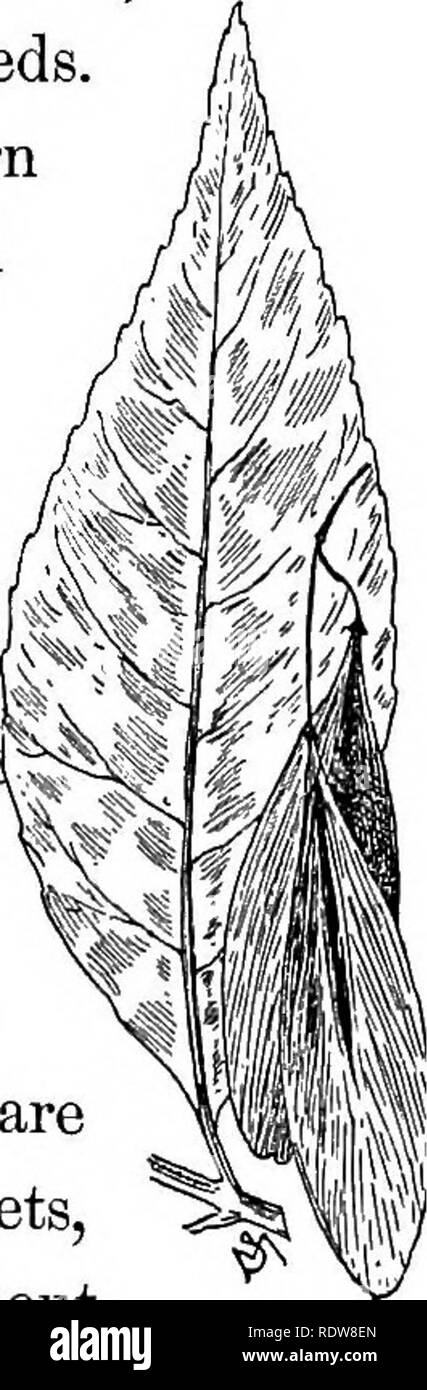 . Bekannte Bäume und ihre Blätter. Bäume. Die ASH-LEAVED AHORN UND DER ASCHE. 24 Y haps eine leichte downiness entlang der Rippen. Dieser Baum kann leicht von den anderen Asche durch das breite, rundliche, leicht gezahnten Merkblätter unterschieden werden, und der elhptieal (nicht keilförmig) Samen. Das Wasser Asche erstreckt sich von der südlichen Yirginia zu zentralem Florida; nach Westen es ihr Limit erreicht im Tal der Sabine River, Tex, und im süd-östlichen Arkansas. Esche schwarz. Die schwarze Asche ist ein Fraxinus nigra, hohen, schlanken Baumes wächst von 40 auf Füße, und gelegentlich, in den Wald, 90 Fuß hoch; es hat ein da Stockfoto