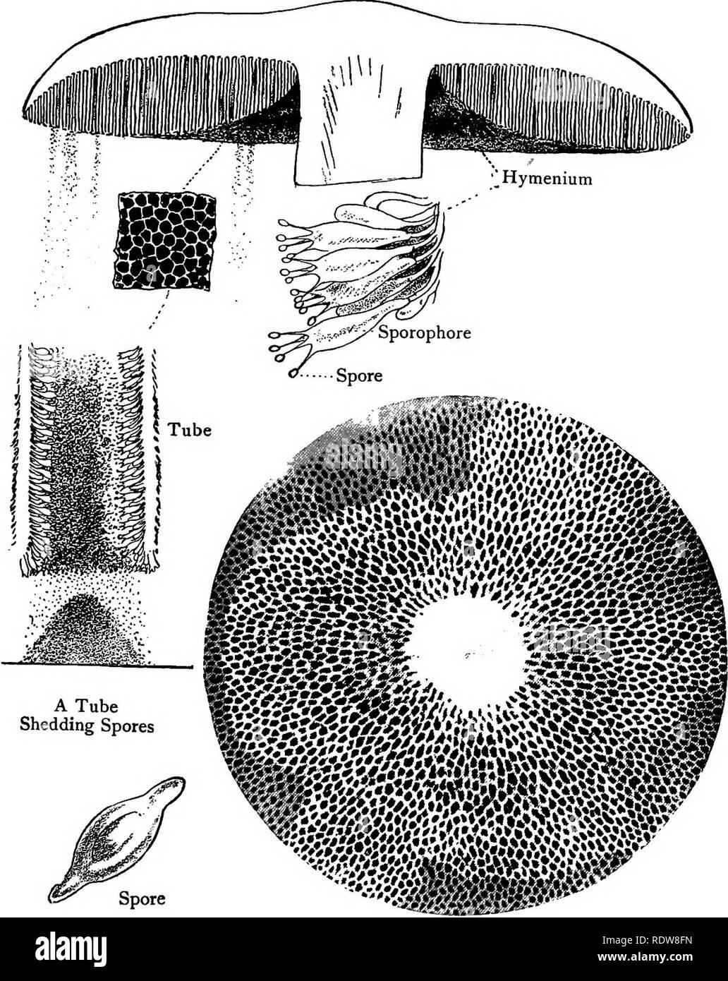 . Unsere essbare Fliegenpilze und Pilze und wie Sie zu unterscheiden; eine Auswahl von 30 Einheimischen essen Sorten, leicht erkennbar durch die gekennzeichneten Individualitäten, die mit einfachen Vorschriften für die Identifizierung von giftigen Arten. Pilze; Kochen (Pilze); Cbk. Spore-Druckplatte XXXVI. - SPORE-Oberfläche von POLYPORUS {Steinpilze). Bitte beachten Sie, dass diese Bilder sind von der gescannten Seite Bilder, die digital für die Lesbarkeit verbessert haben mögen - Färbung und Aussehen dieser Abbildungen können nicht perfekt dem Original ähneln. extrahiert. Gibson, W. Hamilton (William Hamilton), 1850-1896; Stockfoto