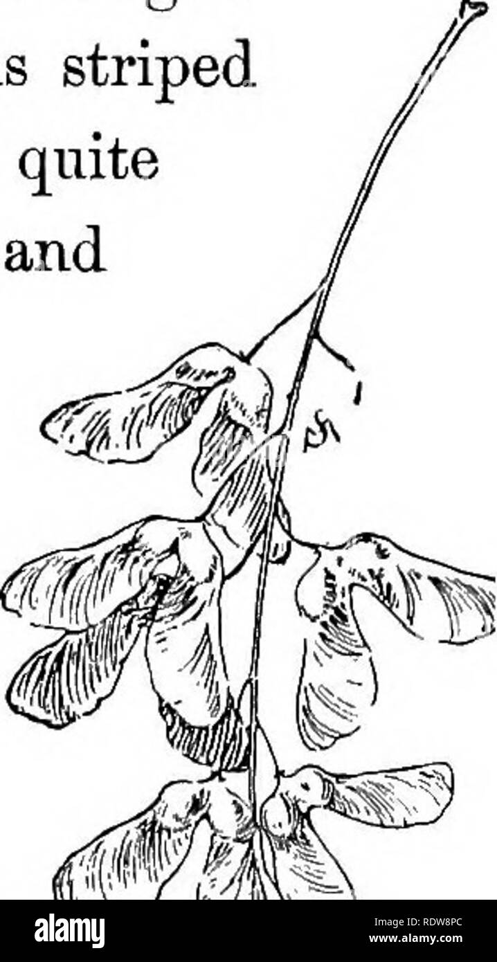 . Bekannte Bäume und ihre Blätter. Bäume. Die AHORNE. 195 gestreifte Uaple. Acer Pennsylvatiicum. Der Rote Ahorn, und im Fall der Samen, deren braune Flügel an der ganz rechten Winkel abweichen. Der gestreifte Ahorn können distin- kungen auf einmal (vor allem im Win-ter) durch seine vertikal gestreifte Rinde, und große, 3-spitz, Gans - Fuß - geformte Blätter, welche Maßnahme 5 oder 6 cm in der Länge. Die Rinde ist glatt, grünlich, und ist mit einer Art rost Farbe manchmal ziemlich dunkel gestreift. Die Blätter sind sehr fein und scharf doppelklicken. Die Flow-ers sind grünlich, und im Mai oder Juni erscheinen Stockfoto
