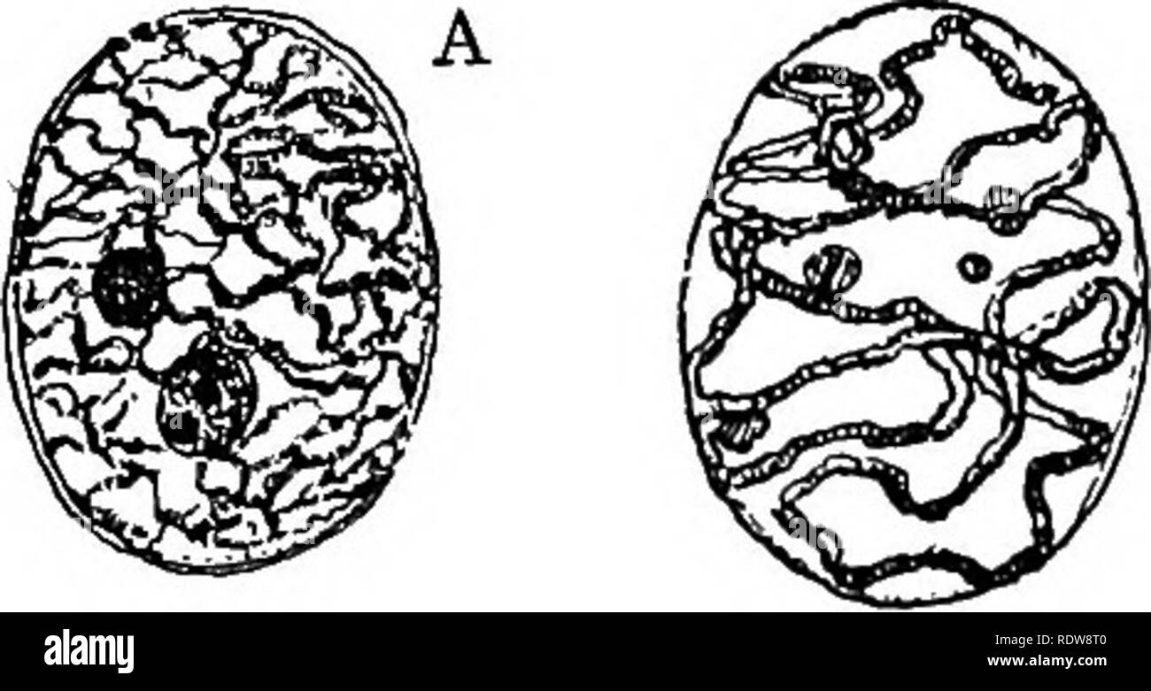 Die Lebensdauer Der Anlage Pflanzenphysiologie Wachstum 207 Kern