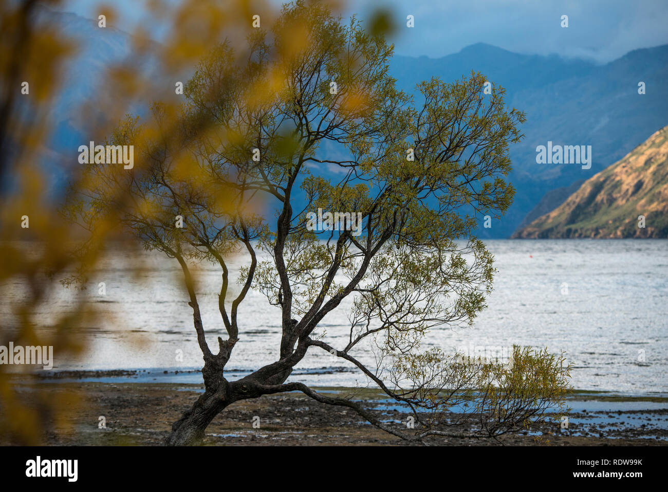 Die berühmte ", Wanaka Baum' ist ein einsamer crack Willow Tree am Ufer des Lake Wanaka, hat sich zu einem beliebten fotografischen Ort für Touristen geworden. Stockfoto