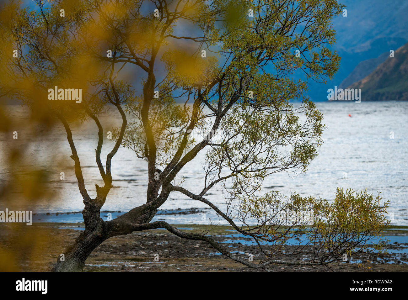 Die berühmte ", Wanaka Baum' ist ein einsamer crack Willow Tree am Ufer des Lake Wanaka, hat sich zu einem beliebten fotografischen Ort für Touristen geworden. Stockfoto