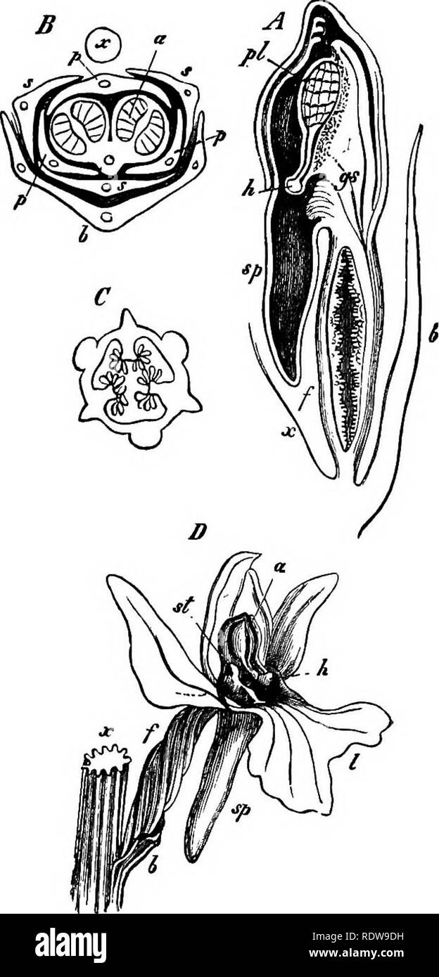 . Botanik für Schulen und Hochschulen. Botanik. OBCHIDALES. 469 Die minute Samen enthält eine rudimentäre Embryo und keine Endosperm. Um Apostasiacese, eine kleine Bestellung der Ost-indischen Pflanzen, die Interessant wegen ihrer offensichtlichen Beziehung zu den B^^^ - "Orchideen, von denen Sie aJ^^/,&gt;?&lt;^^ unterscheiden sich in den Stil teilweise kostenlos aus dem Sta-mens. Um Orchidacese. - Die Orchideen. Terrestrische oder epiphytisch Pflanzen, deren Staubblätter und Stil sind kom- plett United in einer Com-mon-Spalte oder gynoate Nettoprämie. Die drei tausend Arten werden in "alle Klimazonen und in Stockfoto