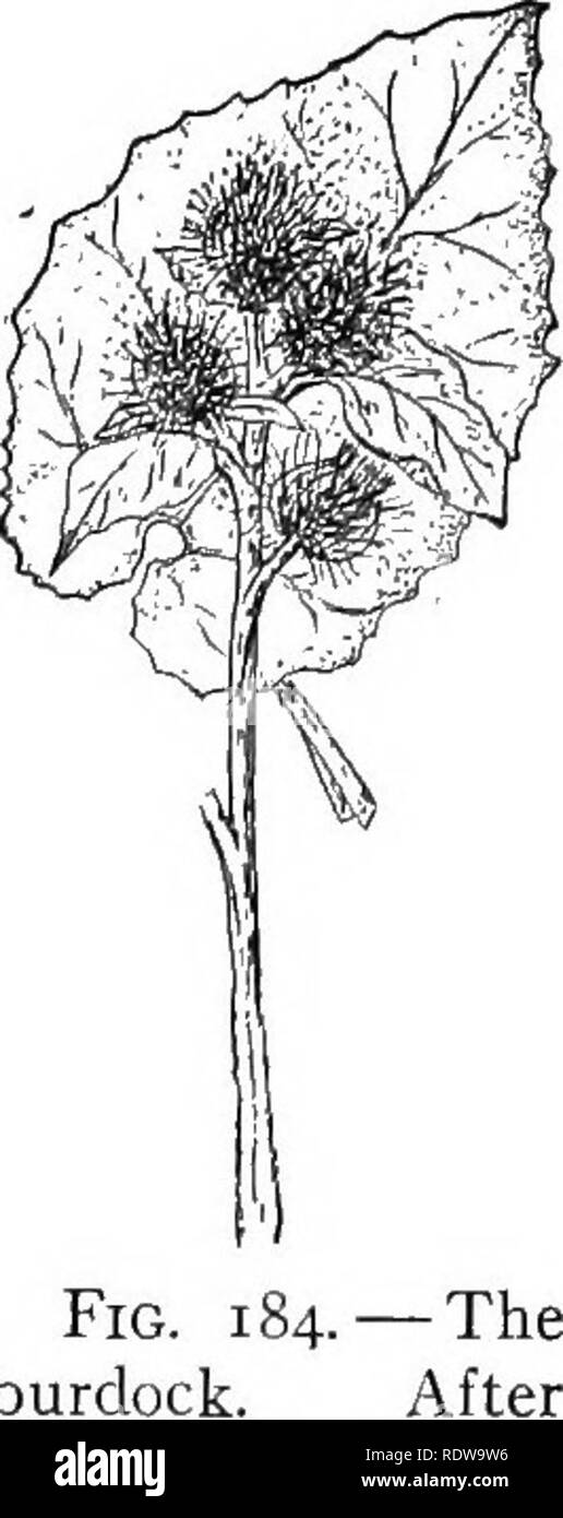 . Lehrbuch der Botanik. Botanik. Abb. Ich Klette. Unkraut. black-eyed Susan. Die Möhre und die wilde Pastinake, beide Mitglieder der Petersilie Familie, sind Biennalen; und so sind die mulleins, die Blueweed, der Hund die Zunge, und die Wilde Karde. 351. Mehrjährigen Unkräutern. - Das Unkraut der dieser Gruppe vermehren sich durch Samen, sondern die Tatsache, dass Teile von Ihnen leben von Jahr zu Jahr macht es möglich für Sie, Ihre Zahlen auch auf andere Weise knittert. Viele von ihnen, wie zum Beispiel Kanada Distel und den Meerrettich, verbreiten sich sehr leicht durch das Wachstum und die Verzweigung der ihre unterirdischen Teile. Inde Stockfoto