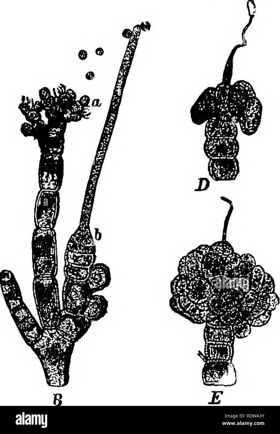 . Botanik für Schulen und Hochschulen. Botanik. Schwein. lSS.-. d, LejoUsia medlterranea. r, root-likeprocesses (rhizoids); ein, antherid-Inm; x, Spermien; 6, carpngonium, mit trich 02: yae. An der Spitze, von denen zwei spermat izoids Ar^' angebracht; 5, Abschnitt der Reif sporocarp;^, reife epore entkommen. S, Nemalion muUifidum. a, Zweig mit aiitlievidia und Spermien; b, carpogo-nium, mit tricliogj "Ne, letztere mit ppermatozoids an der Spitze befestigt. D und £", Entwicklung von tlie sporocarp von NwiaXimb. x 50.- Nach dem Bornet. Organ, das sogenannte "fruchthülle." In der Zwischenzeit t Stockfoto