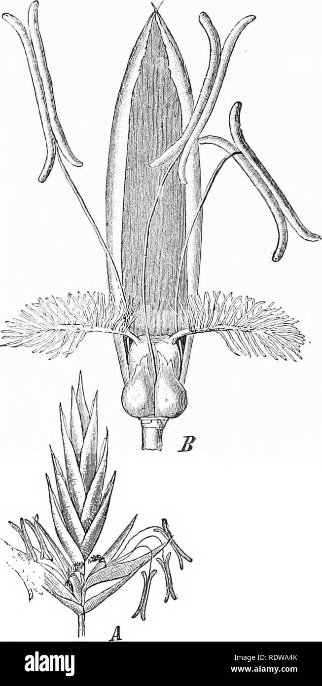 . Pflanzen; ein Lehrbuch der Botanik. Botanik. 240 ANLAGE STRUCTUKES Blatt) und Alisma (Wasser-Wegerich), in der es eine Dis- tinct Kelch und Krone. Die Gattung Tyjpha (cat-Schwanz) ist auch eine aquatische oder Marsh Form sehr einfacher Typ, der Flow, ers, in dichten zylinderförmigen Cluster (Spikes), der oberen Blüten mit staubgefäßen, den niedrigeren der Samenkapseln bilden so zwei sehr unterschiedliche Regionen der Spike (Abb. 221). 132. Gräser. - Das ist eine der größten und vermutlich eine der am meisten benutzen - ful Gruppen von Pflanzen sowie eine der eigentümlichsten. Es ist weltweit in seiner dis Beitrag und ist Stockfoto