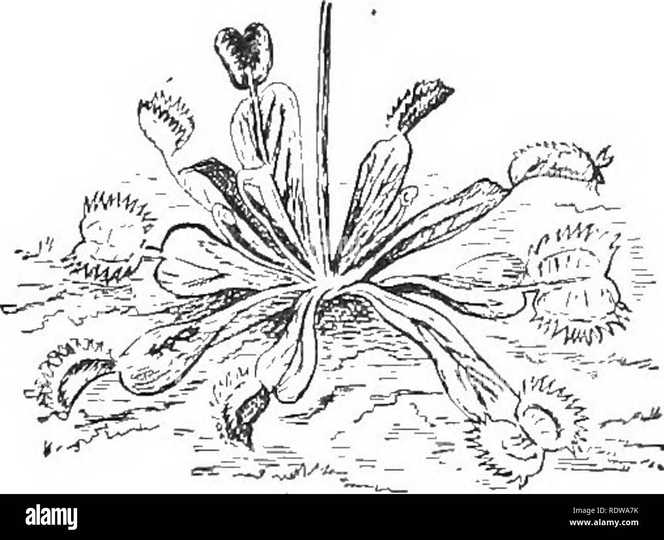 . Lehrbuch der Botanik. Botanik. 238 Lehrbuch der Botanik ist immer ein Tropfen dicke Flüssigkeit, die glitzert in der Sonne wie Tau. Wenn ein Insekt sich auf der oberen Fläche des Blattes, einige der Haare berühren, es in dieser klebrige Flüssigkeit aufgefangen wird. Die Berührung der Insekten dient als Anreiz für das Blatt, das gekrümmt wird, und die Haare von allen Seiten auf das Insekt biegen. Die weichen Teile des Körpers des Insekts werden dann durch Enzyme in die klebrigen Sekret enthaltenen verdaut. "Venus 'Fly-trap" (Abb. 144) Hat ein Blatt-Blade in zwei Teile, getrennt durch die Mittelrippe; die beiden Teile zusammen falten Stockfoto