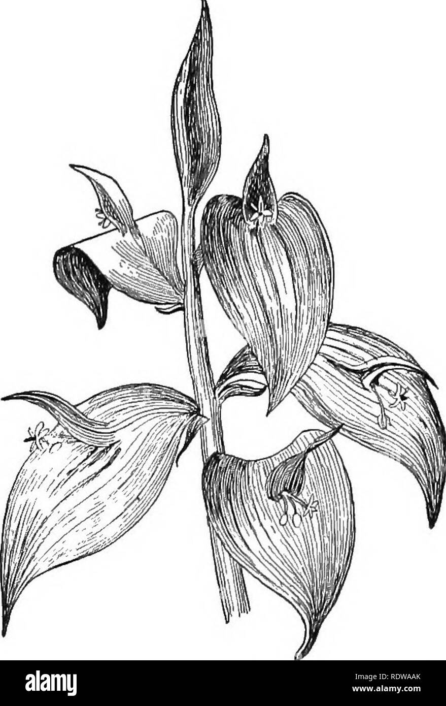 . Lehrbuch der Botanik. Botanik. Stämme und Äste UND IHRE VERWENDUNGEN 203 in der Regel die meisten chlorophyl in den Zellen der Blätter, die den größten Teil der Kohlenhydrate essen der Pflanze machen enthalten ist, wird die Arbeit der Stammzellen vor allem andere sein als die der Lebensmittel. Es gibt Pflanzen, die der Spargel (Abb. 124) ist ein bekanntes Beispiel, dessen Bild. 124.- Die Spitze eines Spargel schießen, zeigt die Skala Blätter in deren Achseln Cluster der schlanken grünen Zweigen wird später erscheinen.. Abb. 125. - Ein Schießen von Ruscus, mit flachen, Grün, Blatt - wie Äste. Beachten Sie, dass diese Zweige i Stockfoto