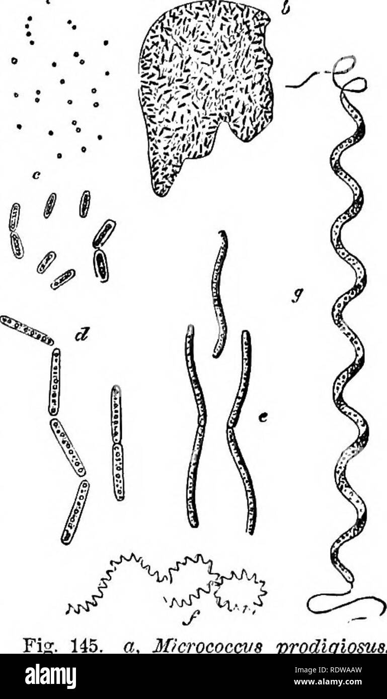. Botanik für Schulen und Hochschulen. Botanik. 8 SCHIZ 0 MYCETES. 313 (a) Cohn trennt Bakterien in vier Stämme, wie folgt: (1) Sphmrdbaeteria, mit sphärischen Zellen. Die einzige Gattung la Micrococ-cus. Die Art M. crepusculum, wenn. eandidus, und M. urem bestimmte Arten von Gärung produzieren; die Farbe Tierarten sind M. pro-digiosus {a. Abb. 145), was dazu führt, dass das Blut - wie Patches auf Brot, Mehl, Teigwaren, etc., M. luteus, M. aurantiacus, M., M. clilorinus cyaneus, &Amp; nA M. violaceus; die Herstellung oder begleitende Krankheiten sind M. diphthericus vaccime, M., M. und M. iomhy septieus Stockfoto