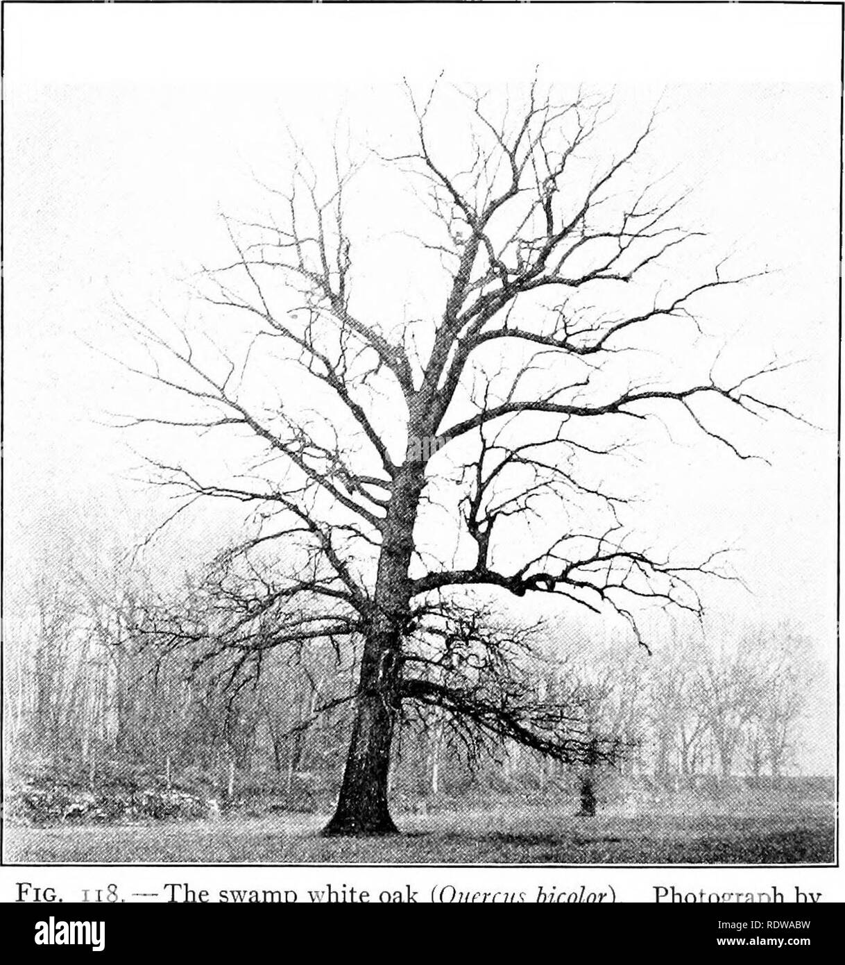 . Lehrbuch der Botanik. Botanik. 192 Lehrbuch der Botanik die Form eines Baumes ist auch der Winkel, in dem die Zweigniederlassungen aus dem Stamm wachsen beeinflusst. Wenn Sie fast horizontal wie eine Eiche, der Baum hat eine breite Krone; wenn Sie sind fast aufrecht, wie die der Lombardei Pappel. - Der Sumpf Eiche (Qiiercus bicolor). Foto: R. H. und G. ICemmerer Denniston. sind, die Krone ist schmal und zylindrisch. So wird jeder Art hat eine Krone der charakteristischen Form, die von den Faktoren, die angesprochen wurden und durch andere, wie z.b. die Anzahl der Zweige und Ihre sti bestimmt ist Stockfoto