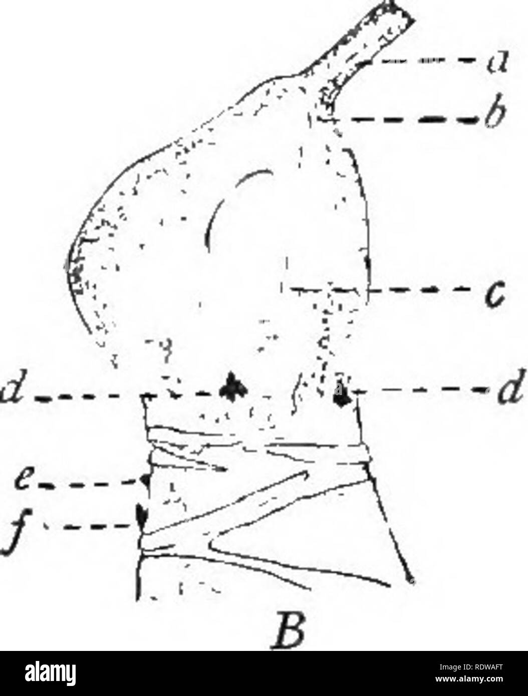 . Lehrbuch der Botanik. Botanik. Die indischen Mais 159. alle die gleiche Größe, einer davon ist der Primary Root. Wie die Pflanze wächst, Kreise der neuen kurzen Wurzeln {Wurzeln brace) wachsen, die von einigen der unteren Gelenke der Stammzellen über Boden, wo die Blätter angebracht sind. Die unteren dieser neuen Wurzeln reichen bis in die Erde; später werden Sie etwas verkürzen, so dass die Anlage fest mit dem Boden verankert ist. 182. Blütenstände; Pistillate Blumen. - Die Blüten der Com, wie die Der cucum-ber, Es gibt zwei Arten, und pistillate stami-nate. Beide Arten sind in Gruppen getragen. Der Cluster von Stam Stockfoto