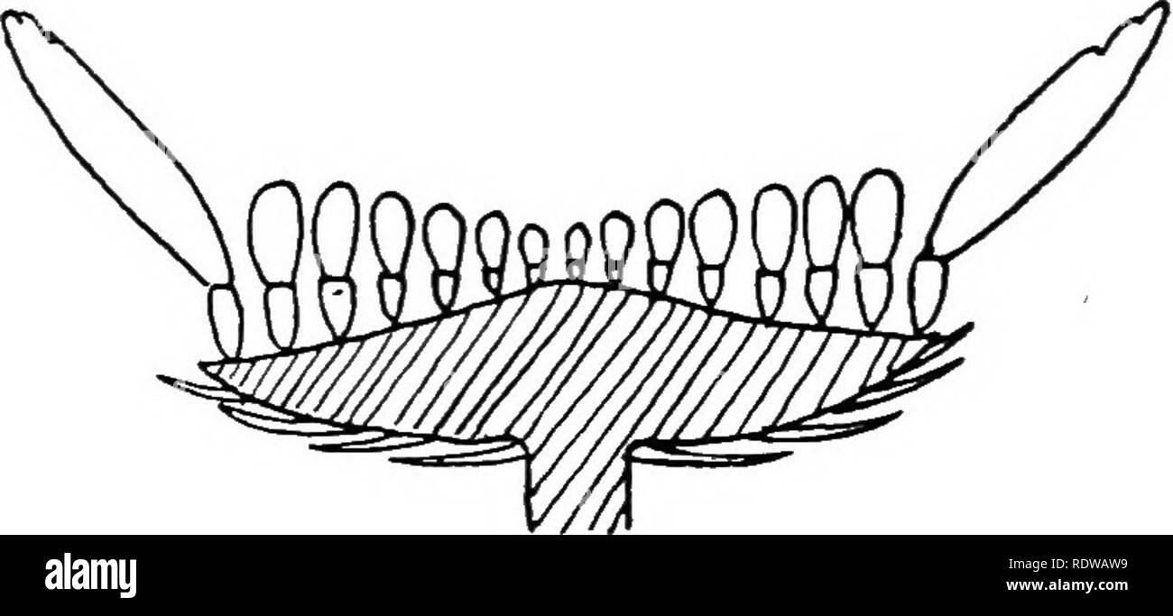 . Britische Pflanzen, ihre Biologie und Ökologie. Botanik; Botanik; Ökologie der Pflanzen. Pro. 79.- DiAOBAM der Cnss, die dolde (Schwein. 81) tritt in der Petersilie Familie (das UmbeDiferse), die Zwiebel, Narzissen, Pelargonium, etc. Die Blumen sind in der Regel eng gepackt, und in einigen der Umbelliferse - z.b., scharfkraut - die äußeren Blütenblätter. FlO. 80.- DiAQBAH der HSAD (CaFITULTTII). jede Blume werden vergrößert, die Größe und die Con zu erhöhen - spicuousness des gesamten Clusters. Bei der Prüfung der biologischen Bedeutung der verschiedenen Formen der Blütenstände, sehen wir, dass in allen Fällen die Blumen arc so angeordnet, dass ich Stockfoto