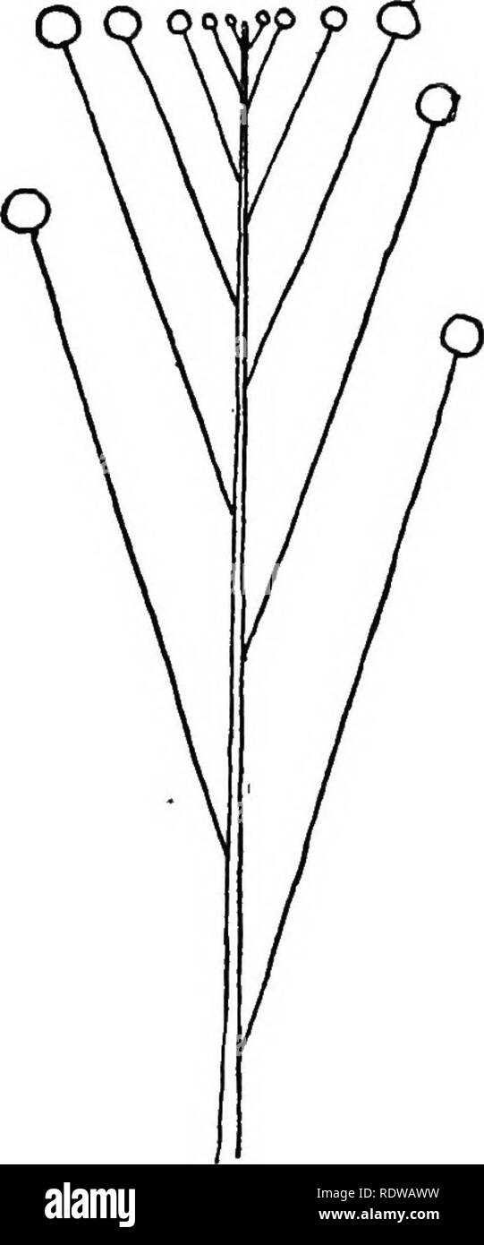 . Britische Pflanzen, ihre Biologie und Ökologie. Botanik; Botanik; Ökologie der Pflanzen. EEPROBUCTION von SEED 179 Auf den raceme (Abb. 75) Die jüngste Blumen an der Spitze. In einigen Fällen die Stiele der Blumen sind so lang, dass aU die Blumen auf der gleichen Ebene - z.b. gebracht eingestellt sind, muss der corymb der Crucifers (Abb. 76). Die ganze Masse der kleinen Blumen wird dadurch mehr auffällig. Nach der Befruchtung die Achse des Blütenstandes verlängert, trennt. FlO. 75. Raceme DlAORAM aus. Fio. 76.-^ Diagramm op COBYMB. Die Früchte. Wenn die Blumen des raceme sind separa, Ted durch lange Internodien Sie Stockfoto