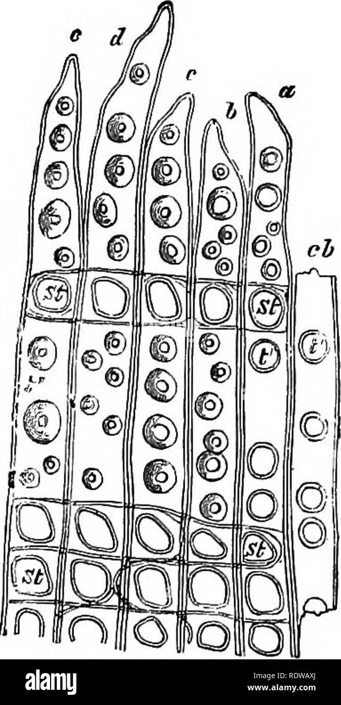 . Botanik für Schulen und Hochschulen. Botanik. Verdickungen IN DER WAND. 25 gated Risse, wie in Abb. 14, oder in irgendeiner Form zwischen diesen mittelstufe. Gruben mit länglichen Risse kann gedreht werden, indem Sie ihnen, wenn sie in der Ansicht von vorn gesehen, die Darstellung von zwei Spalten (Abb. Kreuzung. 14^, B). 30. âIn die Verdickung der Zellen der Wald von Ooniferee behöften Tüpfeln arc gebildet (Abb. 15). Hier große runde Bereichen der Wand bleiben dünn und die Verdickung Masse Bögen über sie auf allen Seiten in einer Weise, die aus Ländern mit niedrigen Kuppeln (Abb. IQ, F); an der Spitze der Kuppel eine kleine runde öffnung ist Stockfoto