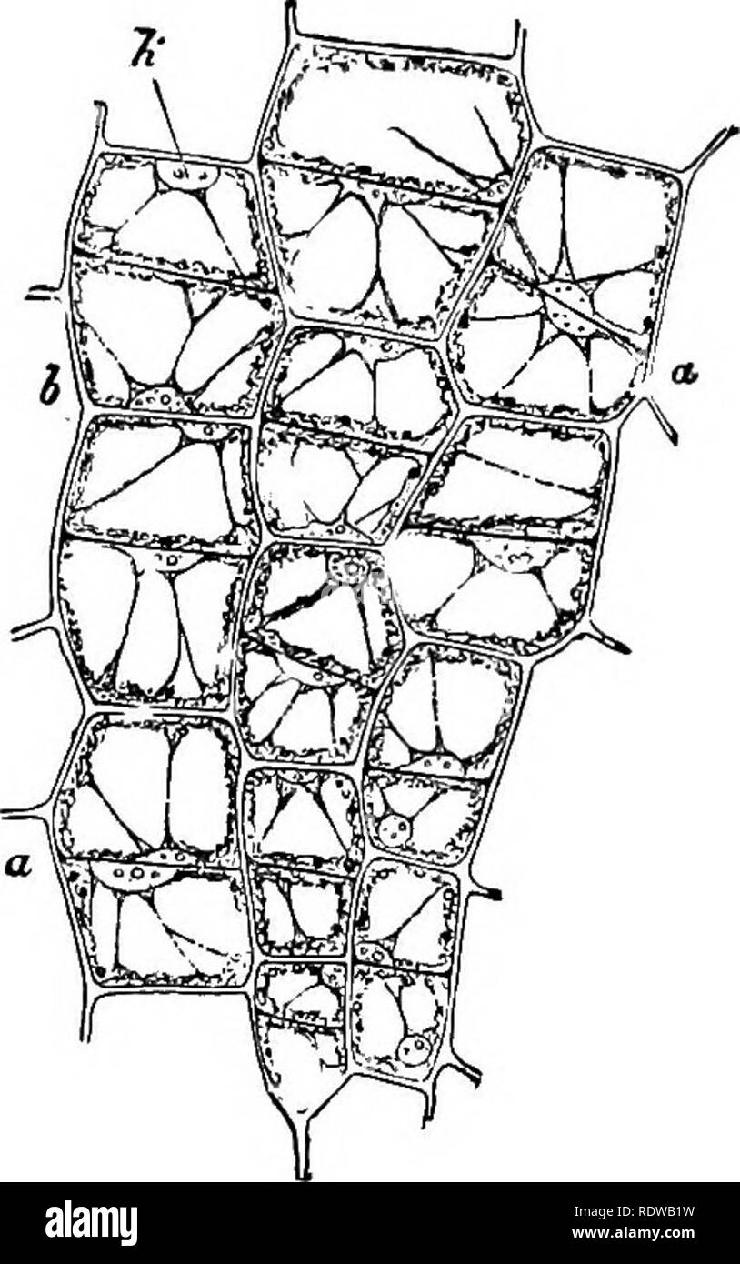 . Botanik für Schulen und Hochschulen. Botanik. Die wichtigsten Gewebe. 69 der Zelle - Wand durch die Zugabe von aufeinanderfolgenden internen Schichten und wird direkt von der gut etablierten widersprochen, Lehre von Wachstum durch Invagination, muss sie als falsch angesehen werden. In einigen Fällen, wie in den Wald von Picea Abies, die Dif-ferentiation ist so groß, dass drei Lamellen gebildet werden: (1) Die gemeinsame Mitte, (2) eine innere, und (3) eine inter-one vermitteln. (Abb. 16, S. 36.) § II. Die wichtigsten Gewebe. 98. âThere sind sehr viele Arten von Geweben, unterscheiden sich von einander durch Zeichen, die von größerer oder Stockfoto