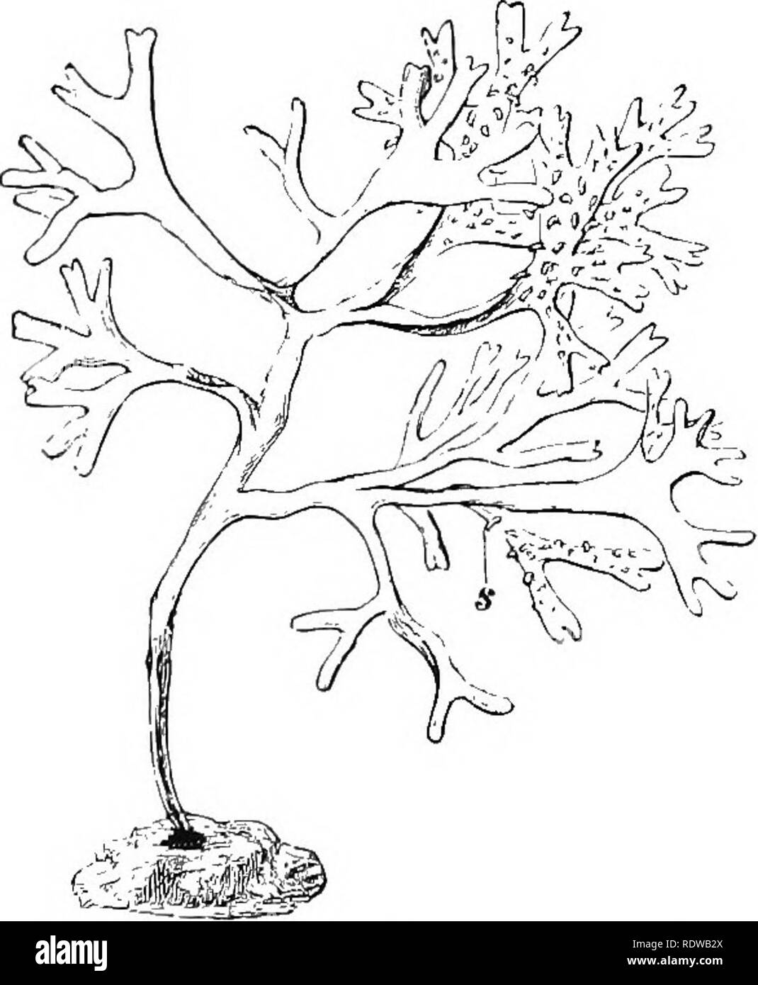 . Pflanzen; ein Lehrbuch der Botanik. Botanik. 38 ANLAGE STEUl "TUEES der anderen Gruppe, durch Fiuus (Abb. dargestellt. 21), produziert keine asexuellen Pilzsporen, ist aber heterogamous. Eine einzelne oogonium Formen in der Regel acht Eier (Abb. 21), die frei im Wasser schweben (Abb. entladen sind und. 21, E). Tlie antheridia (Abb. 21, C) produzieren zahlreiche Minute seitlich biciliate Spermien, die abgeführt werden (Abb. 21, fr), Schwimmen in großer Zahl über die große Eier (Abb. 21, F, II), und schließlich eine Sicherungen mit einem Ei und einem oospore gebildet wird. Da die Spermien Schwarm sehr aktiv über das Ei und verstoßen gegen das Sie o Stockfoto