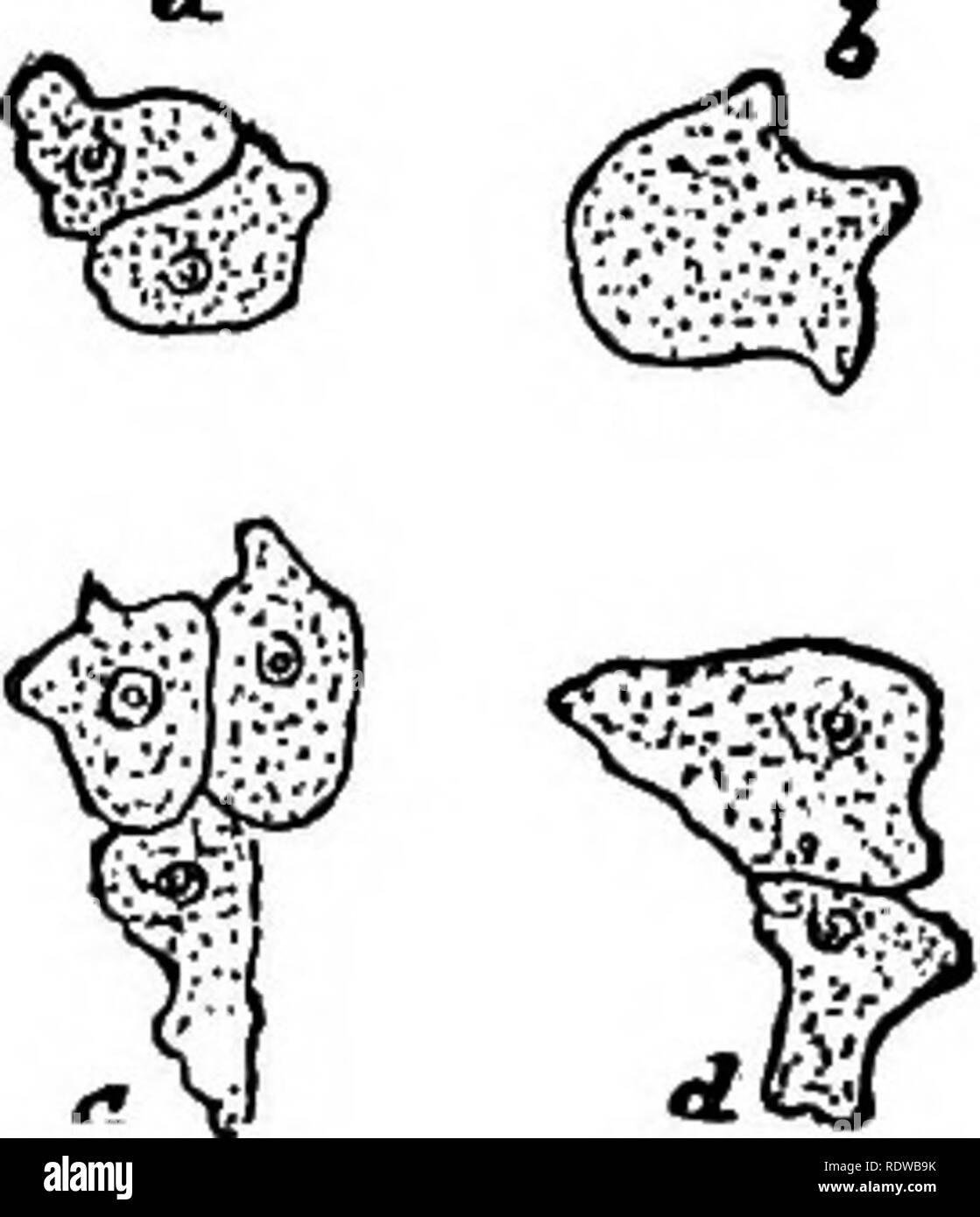 . Botanik für Schulen und Hochschulen. Botanik. 44 BOTANT.. 56. âCell - rormation durch die Union. Das einfachste Beispiel für Zelle - Bildung durch die Union der Zellen ist im myx-omycetes gefunden. Der Schwarm - Sporen, die als Multiplikation mit Division (siehe S. 36) Etwas später beginnt der Prozess in der umgekehrten Richtung der Vereinigung beschrieben wurden. Zwei oder mehr Ansatz miteinander und nach und nach in eine homogene Masse protoplasmic (Bild verschmelzen. 34). Während des Prozesses der Atomkerne verschwinden. Die Union, die auf den ersten Blick, scheint nicht mehr als eine bloße gemeinsame Ausführen ähnlicher Tropfen zu sein; aber das Verschwinden der Kerne zeigt Stockfoto