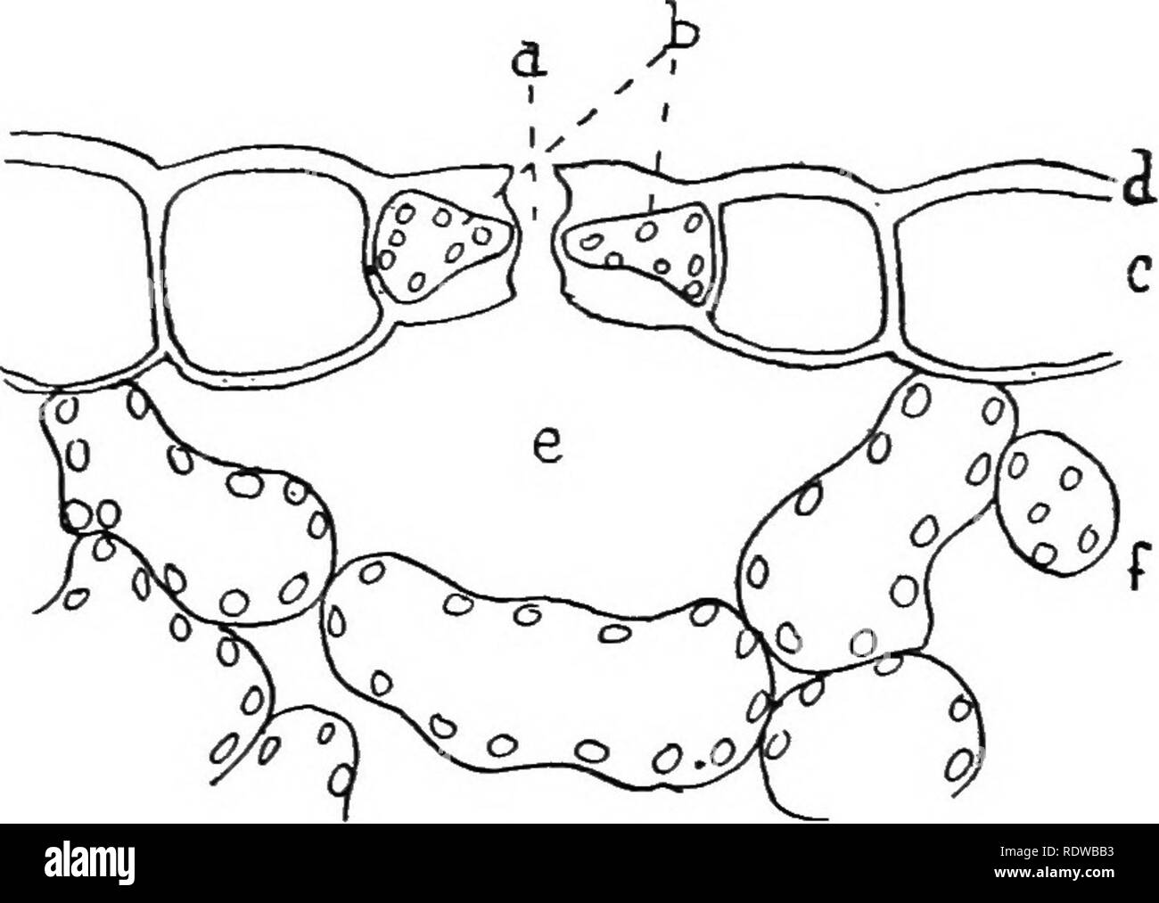 . Britische Pflanzen, ihre Biologie und Ökologie. Botanik; Botanik; Ökologie der Pflanzen. Einfluss VON WASSER AUF DIE PFLANZEN - LEBEN 27 und der opemng schließen. Dieser gesteuerten oder geregelten Diffusion von Wasser - Dampf durch die stomata genannt trans-piration. In einigen wenigen Fällen Wasser ist eigentlich in Mquid Tropfen aus der Blätter vertrieben. Diese not-exits sind spezielle Öffnungen {hydathodes; Gr. hydatos, Wasser; Hodos, Weise, Kanal), in der Regel in Form von großen stomata, immer offen. Pflanzen, die in einer Atmosphäre wachsen ständig feucht, wie in einem tropischen Regenwald existiert, und in geringerem Maße in feuchten Tiefland v Stockfoto