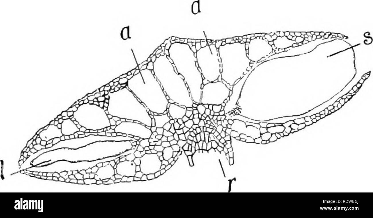. Pflanzen; ein Lehrbuch der Botanik. Botanik. HYDROPHYTE GESELLSCHAFTEN. 175. extrem ausdauernd, und daher Diatomeen sind oft in großen Lagerstätten in den Felsen gefunden, in manchen Fällen bilden die ganze Masse des Rock. Im Zusammenhang mit der diatomeen sind zahlreiche andere Tier- und Formen. 131. Teich Gesellschaften. - Das Wort Teich wird verwendet, um stagnierendes oder langsam fließenden Gewässern an. In solchen Gewässern frei-Schwimmen Anlagen aller Gruppen verbunden sind. Natürlich ist der algge sind gut vertreten, aber auch die höchsten Pflanzen werden repräsentiert durch die duckweeds, die sind sehr commonl y in der Form von kleinen grünen Scheiben gesehen Aktienstimmen fl Stockfoto