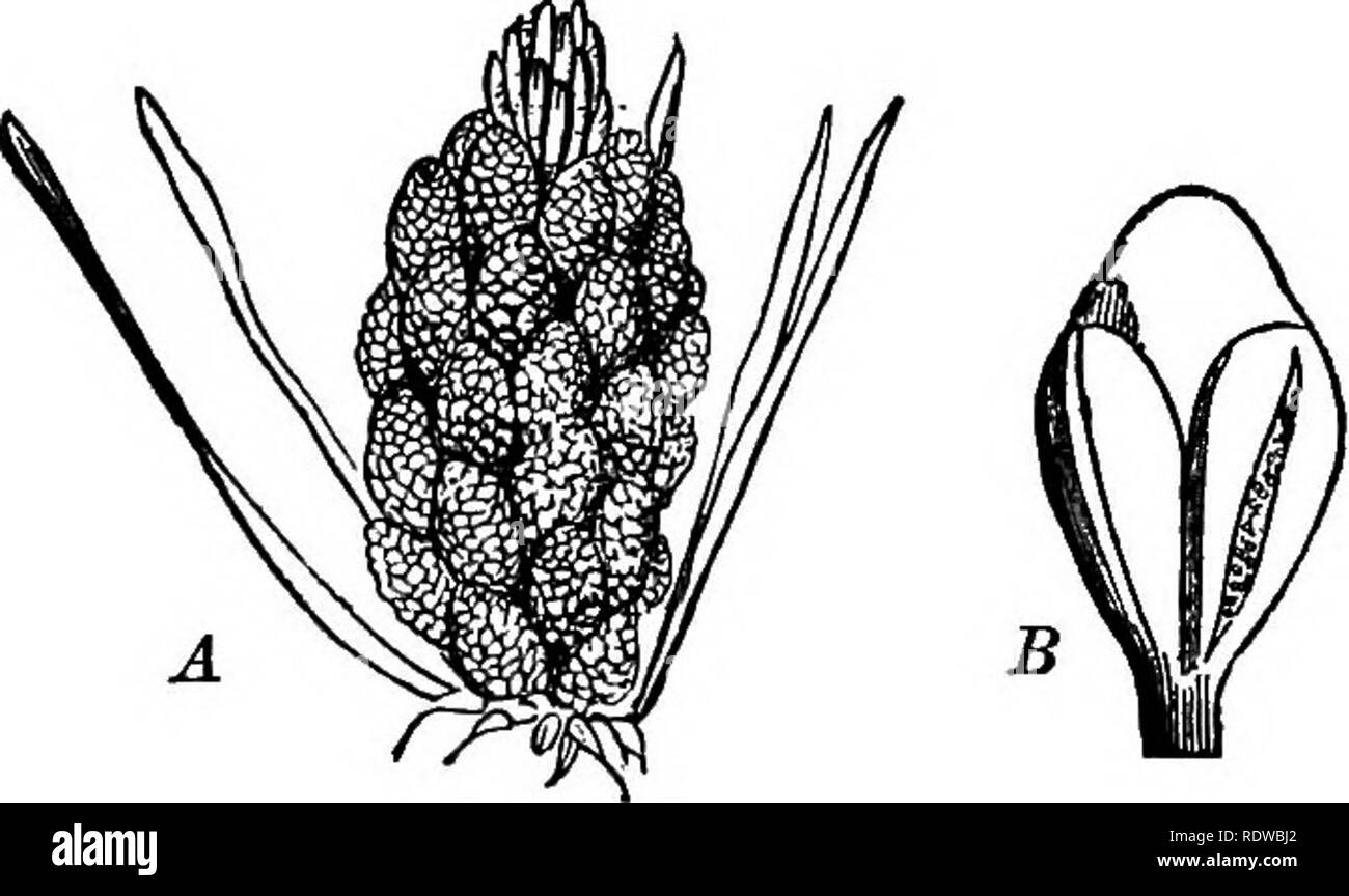 . Die Grundlagen der Botanik. Botanik. 216 BOTANIK. Chlorophyll-Lager, keine ist in irgendeiner Weise parasitäre. Typische Beispiele sind die Kiefern, Fichten, Tannen, etc. 461. Die allgemeine Struktur der Fortpflanzungsorgane. Fia. 120.- ein Cluster von staminate Kegel oder Blumen. 4, einer Kiefer (Hnus sylves-tris), mit einem freistehenden Staubblatt. Natürliche Größe. B^zeigt die zwei Pollen - sacs. Deutlich vergrößert. kann von einer Studie von denen der Kiefern verstanden werden. Die Pollen - mit Blumen - staminate Blumen, wie Sie sind. Bitte beachten Sie, dass diese Bilder aus gescannten Seite Bilder, die digital e wurden extrahiert werden Stockfoto