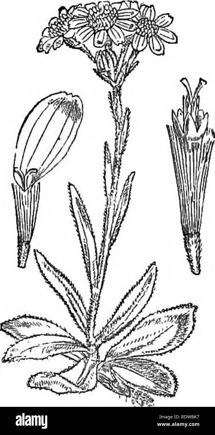 . Blumen, Früchte und Blätter. Botanik; Blumen; Samen; verlässt. 146 Baumarten. Sukkulente ARTEN, [Kap. S. araneosus und 5. tamoides wie ein smilax oder tamus (Yam); 5. wie ein tropceolifolius tropseolum. Zu den Arten, die in heißen, trockenen Regionen sind einige mit geschwollenen fleischigen Blättern, z. B. 5. Haworthii vom Kap der Guten Hoffnung, und 5. pteroneura, von Mogador. Senecio rosmarinifalius, des Kaps, ist neugierig wie ein Rosmarin oder Lavendel. Schließlich, einige Arten können fast kleine Bäume, wie aufgerufen werden. Abb. 95. - Senecio campestris. Als S. populifalius, mit Blättern wie eine Pappel; und 5. antygdal Stockfoto