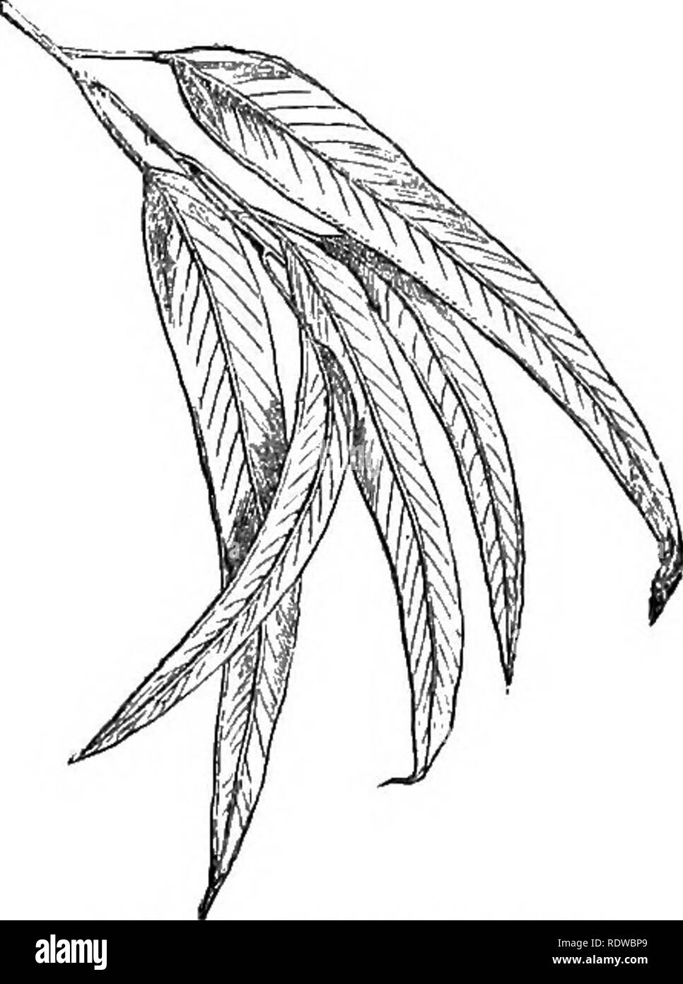 Blumen Fruchte Und Blatter Botanik Blumen Samen Verlasst Abb 6 Eukalyptus Junge Abb Jj Eukalyptus Alt Der Fall In Der Tat Aber Die Trennung Ist Ein Wichtiger Prozess Und