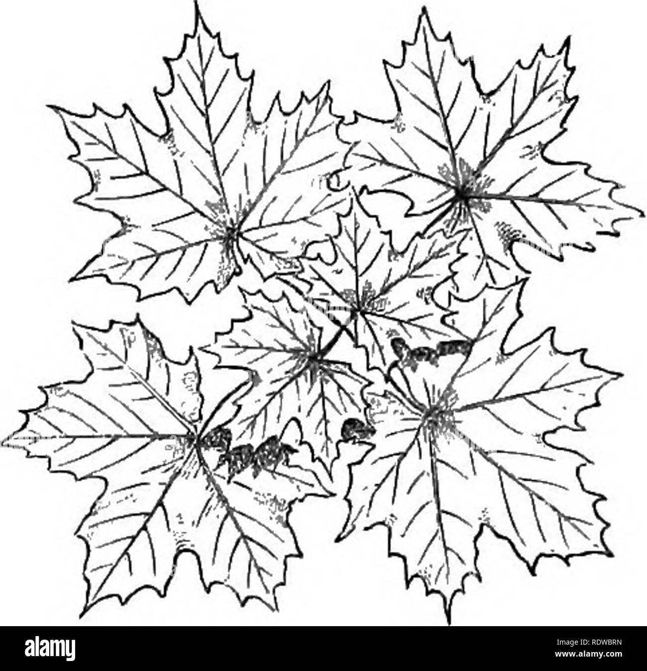 . Blumen, Früchte und Blätter. Botanik; Blumen; Samen; verlässt. keine Ahorn. [Kap. brachte bis fast auf die gleiche Stufe, und sofort an die Außenseite der ersten Paar. In gut gewachsen, schießt es ist oft eine vierte Paar auf der Außenseite der zweiten. Wenn wir eine solche Cluster der Blätter direkt von vorne betrachten, werden wir sehen, dass sie im Allgemeinen etwas zu überlappen scheinen; aber es muss daran erinnert werden, dass in den gemäßigten Regionen die Sonne nie senkrecht steht. Darüber hinaus, während Alternative lässt mehr in einer solchen Anordnung günstiger sind als die der Buche, wo. FxG. 69.- Acer, gäbe es keinen Raum für eine s Stockfoto