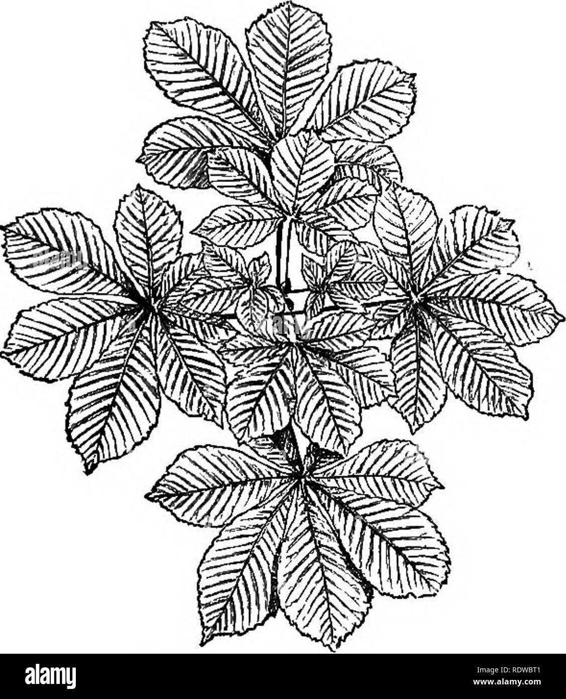 . Blumen, Früchte und Blätter. Botanik; Blumen; Samen; verlässt. v.] ROSSKASTANIE. 109 würde weit kleiner sein als es heute der Fall ist. Noch einmal, wenn wir die Stärke eines durchschnittlichen Sycamore Stammzellenforschung unter dem Sechsten Blatt vergleichen, mit der eines Buche Stammzellen ist es klar, dass es eine erhebliche Verschwendung von Energie sein würde. Noch einmal, wenn die Blätter parallel zur Filiale waren, würden Sie, wie der Zweige angeordnet sind, weniger gut entsorgt mit Bezug, ein Blick auf die Feigen zu Licht und sein. 6^, 68, und 69, jedoch zeigen wird. Abb. 68.- Rosskastanie. wie schön die Blätter angepasst sind, zu der veränderten Selbststä Stockfoto