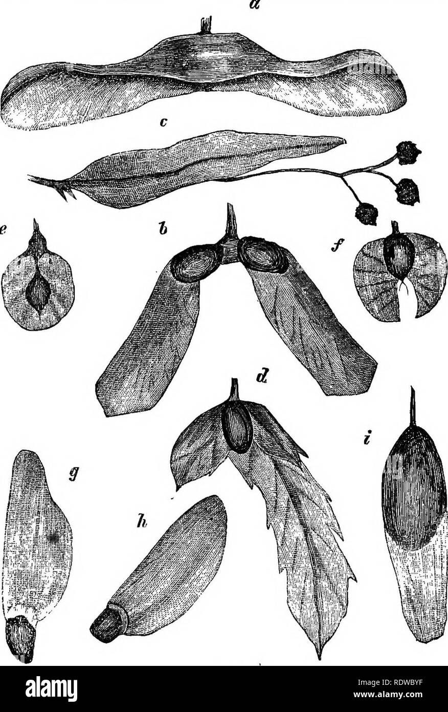. Blumen, Früchte und Blätter. Botanik; Blumen; Samen; verlässt. 68 geflügelten Samen. [CHAP,. Abb. 47. Â", ahorn; b, Sycamore i c, Kalk; d, Hainbuche;&lt;, Elm;/, Birke, Kiefer; g; h, Tanne; (", Esche. Tanne 7 Â", und Asche ich, während in der Kalk, c, der ganze Haufen Früchte zusammen fallen, und die 'â â Deckblatt", wie er. Bitte beachten Sie, dass diese Bilder sind von der gescannten Seite Bilder, die digital für die Lesbarkeit verbessert haben mögen - Färbung und Aussehen dieser Abbildungen können nicht perfekt dem Original ähneln. extrahiert. Lubbock, John, Sir, 1834-1913. London: Macmillan Stockfoto