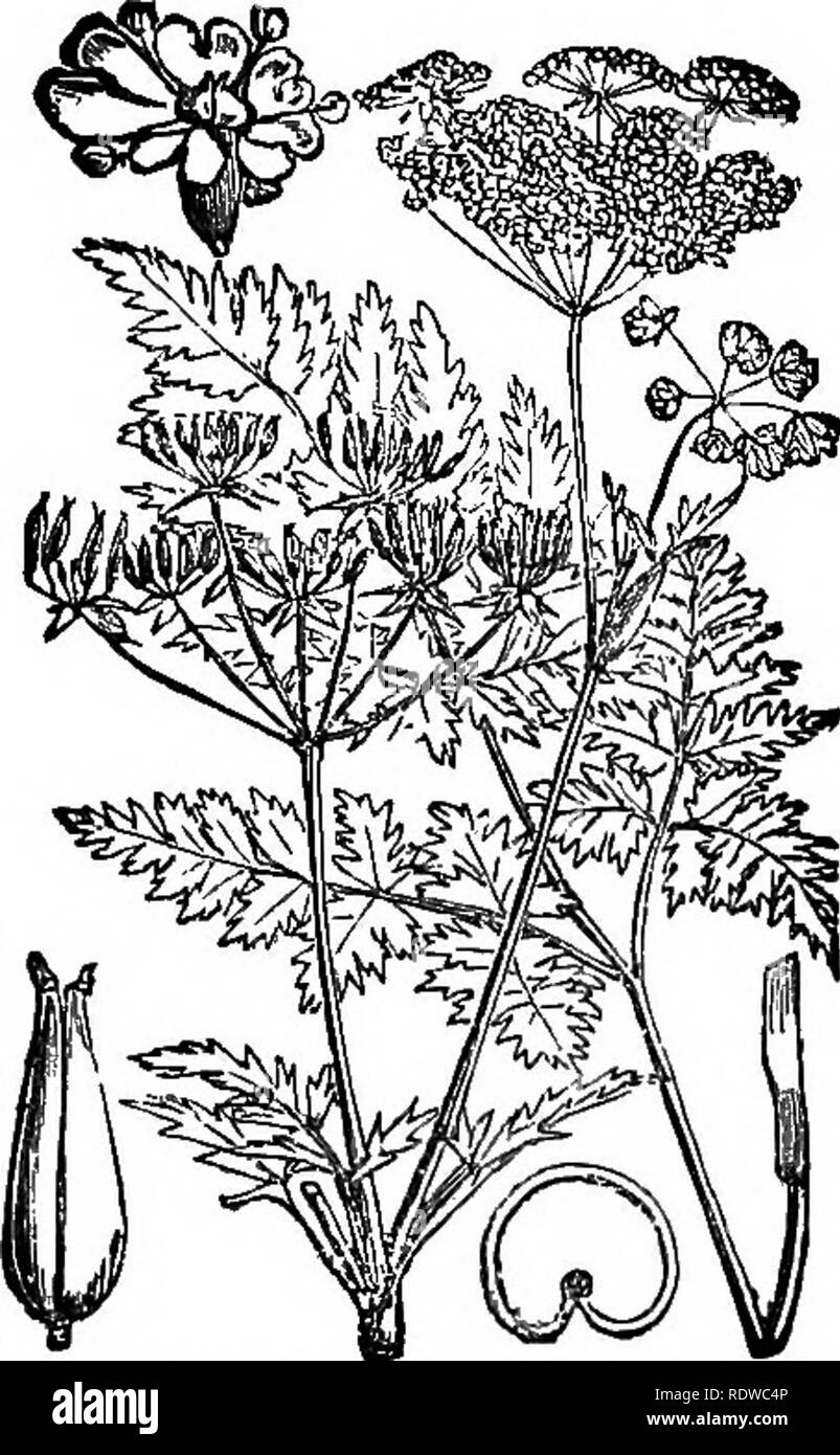 . Blumen, Früchte und Blätter. Botanik; Blumen; Samen; verlässt. Abb. 19.- Wilde Kerbel ist^ kcBrophyllum. sylvestre). Kapitel II. Auf den ersten Blick mag es scheinen, einen Einwand gegen die Ansicht im vorhergehenden Kapitel angedeutet, dass einige Blumen - wie zum Beispiel die des gemeinsamen Antir - rhinum (snapdragon), gemäß der oben gegebenen Tests, sollte durch Insekten fertihsed werden, sind vollständig geschlossen. Ein wenig Überlegung, jedoch wird Ihnen die Antwort. Die antirrhinum ist für die Befruchtung von bescheidenen Bienen angepasst. Die Staubgefäße und Stempel sind so ar-reichten, die kleineren Arten nicht würde das obj-Effekt Stockfoto