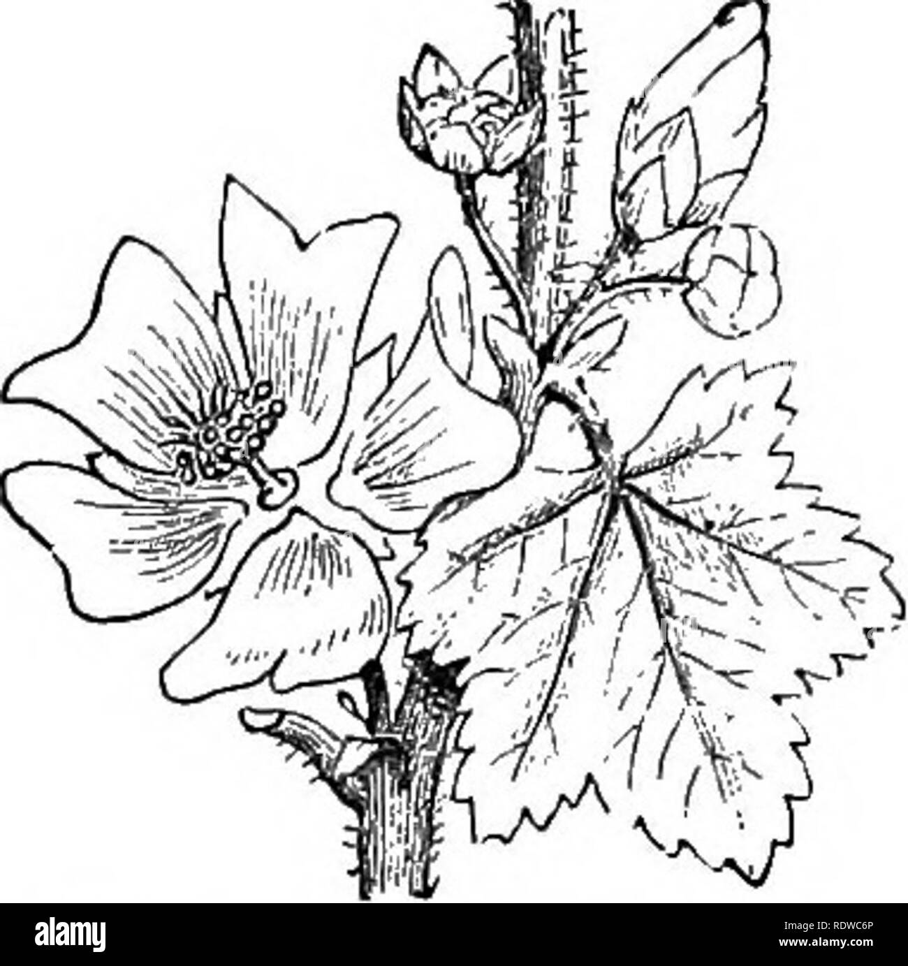 . Blumen, Früchte und Blätter. Botanik; Blumen; Samen; verlässt. 14 fliegen und Farben. [Kap. Honig auf Glas rutscht über Papier anderer Farben, Gelb, Orange, Rot, Grün, Schwarz und Weiß. Dann habe ich kontinuierlich umgesetzt Die farbiges Papier, verlassen den Honig auf die gleichen Punkte; aber die Biene immer flogen auf die blauen Papier, wo immer es auch sein mag. Die Bienen scheinen glücklicherweise den gleichen Farben zu bevorzugen, wie wir es tun. Im Gegenteil, die Blumen einer fahlen gelb, oder fleischig Farbe am meisten zu fliegen attraktiv sind und mehr über die Bienen durch Gerüche, die auch für uns angenehm angezogen werden, fliegen, wie man nat Stockfoto