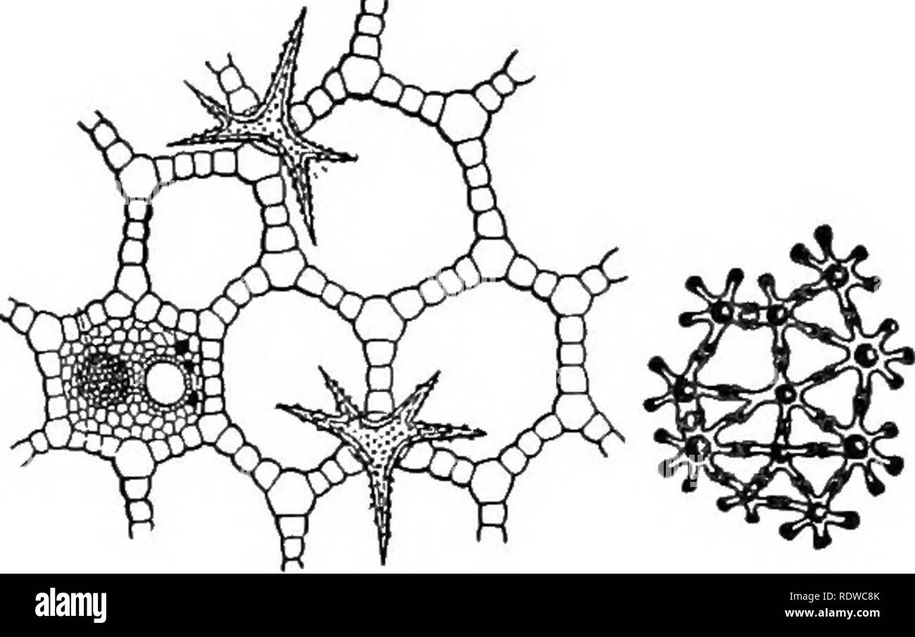 . Die Grundlagen der Botanik. Botanik. Fjg. 33. - Große interzellularen Raum im Wasser - lily Blattstiel, und Rush stammen. ununterbrochener durch die blattstiele der Blätter in den Stielen und nach unten in die Wurzeln. In Anlagen, die in sumpfigen Orten wachsen oder im Wasser diese interzelluläre Räume sind sehr vergrößert und anscheinend die doppelte Funktion, eine ausreichende Luftzufuhr zu den versenkten por dienen. Bitte beachten Sie, dass diese Bilder aus gescannten Seite Bilder, die digital für die Lesbarkeit verbessert haben mögen - Färbung und Aussehen dieser Abbildungen können nicht genau mit dem Original ähneln extrahiert werden Stockfoto