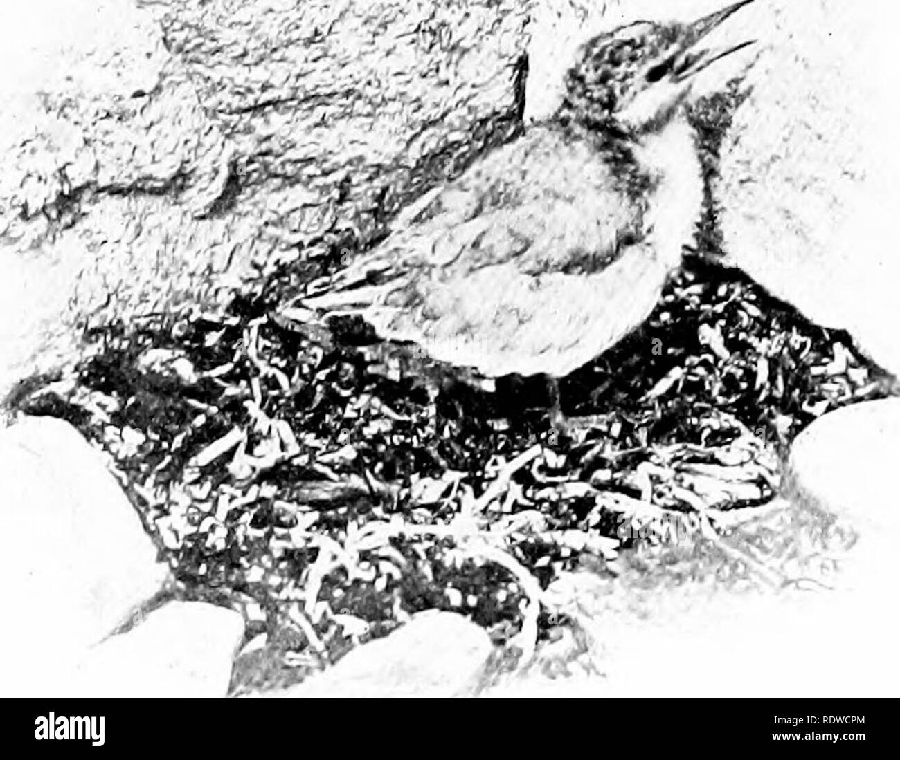 . Vogel Studien mit einer Kamera: Mit einführenden Kapiteln auf das Outfit und die Methoden der Vogel Fotograf. Vögel; Fotografie von Vögeln. Zwei Tage mit der SEESCHWALBEN 125 brütende Vögel, die ihre Nester zurückgebracht hatte, nachdem ich mich teilweise hinter einem bowlder verschwiegen hatte. In oder in der Nähe der Nester viele tote junge Vögel gesehen wurden. Die Ursache ihres Todes war nicht erkennbar, es sei denn, dem unbewachten Fuß-Schritten der weidenden Schafen zurückgeführt werden können. Wenn das wahr sein, die Altvögel schien in keiner Weise zu ärgern Nachlässigkeit der Schafe, sondern akzeptiert ihre Präsenz ohne â'^â' â â Ich^^/My-' ich.^ -. ^ Stockfoto