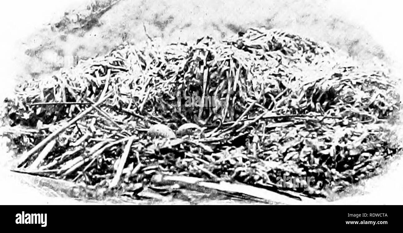 . Vogel Studien mit einer Kamera: Mit einführenden Kapiteln auf das Outfit und die Methoden der Vogel Fotograf. Vögel; Fotografie von Vögeln. 118 lURD STLIDIKS mit einer Kamera auf einem treibholz Kasten gesetzt, mit Steinen gewichtet und komplett mit Algen bedeckt. Diese wurden Eier ausbrüten, und der Vogel bald wieder zu ihnen; aber bevor er wieder kommen, einen anderen Vogel in darting;"&gt;-. il'ich. Tei' ii Nest ami liaLcliiji; Li. s kranke rtuawuuJ. Durch in tlie Thread geflogen, s]) klingeln die Shutter, Dürren, die]) ictnre"^" der Tln^ Nest ein. nd Eier hier durchaus so effektiv wie viele eine similarl Stockfoto