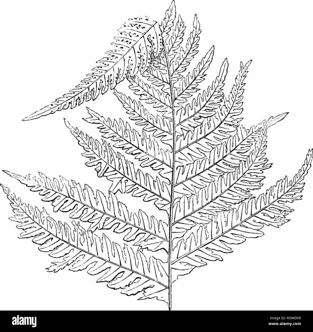 . Eine natürliche Geschichte der neue und seltene Farne: mit Arten und Sorten, die in jedem der acht Bände des "Farne enthalten, britischen und Exotische", unter dem die Neue hymenophyllums sind und Trichomanes. Mit col. Illus. und Holz-Schnitte. Farne. Affen von Wedel. POLYPODIUM PHEGOPTERIS, Var. Multifidum. Lowe. - Polypodinm Polypody. Phegopteris - Buche Farn. Multifidum-MmMi &Amp; A. Dieses interessante Vielfalt wurde von mir selbst in großer Fülle 1857 gefunden, in der Nähe von Stoclcghyll Kraft, Ambleside. In Form ähnelt dem normalen Form von Polypodium phegopteris, die Besonderheit con Stockfoto