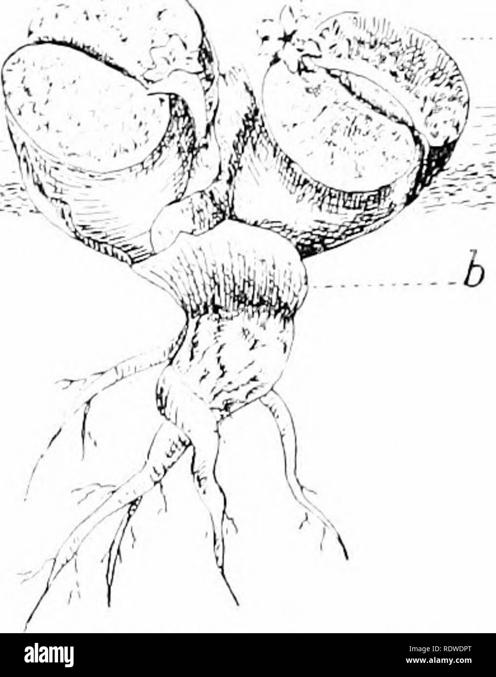 . Pflanzen und ihre Möglichkeiten in Südafrika. Botanik; Botanik. Abb. io 6.- Eine der Pflanzen von Dr. Marloth als ''beschrieben P/laiizeii mil Fenster-Bldttern" (Pflanzen mit Fenster verlässt). A. Bnlhiii - mesembrianthe - moides^ Haw., Anzeigen grcaind Linie. Die Spitzen der Blätter welken. Das Licht durch die transparenten Flächen über dem Boden und ist mit dem Chlorophyll unterhalb liegt in einer schmalen Reihe von Zellen, gestreut. Die zentrale Zellen sind Wasser speichern. B. Mescmhrianthfiniiiii fninriiliim, 'f' h. (Von Miss Taylor in der Nähe von Kimberley erhoben), eine, gegenüber truncate Blätter;/', verdorrt die n Stockfoto