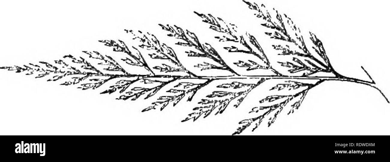. Eine natürliche Geschichte der neue und seltene Farne: mit Arten und Sorten, die in jedem der acht Bände des "Farne enthalten, britischen und Exotische", unter dem die Neue hymenophyllums sind und Trichomanes. Mit col. Illus. und Holz-Schnitte. Farne. Neue UND RAEE fEENS.. Pinna von m; ture Wedel - obere Seite. ONYCHIUM AURATUM. Kaulfuss. Hooker. Moore. Platte I. Lomaria Aurea', 'caruifolia, "decomposita, Allosorus auratus, Pteris chrysocarpa, "siliculosa. Wallich. Wallich. DoN.t'Pkesl. Und HOOKBB GeBVILLE. Desvaux. Onycliium - von Onyx - eine Kralle, in Bezug auf die Sha Stockfoto