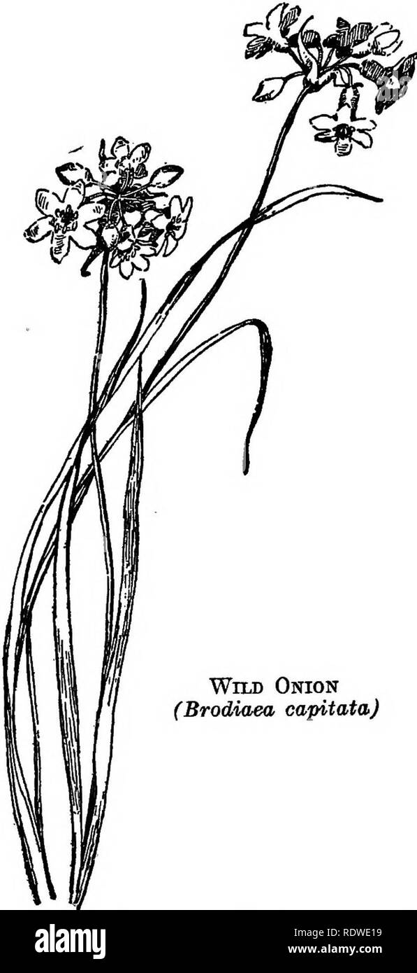 . Nützliche wild wachsende Pflanzen der Vereinigten Staaten und Kanada. Botanik, wirtschaftlichen; Botanik; Botanik. Essbaren Knollen, Zwiebeln oder Wurzeln grandiflora, Smith), mit Clustern von Blau, trichterförmigen Blüten wie kleine blaue Lilien, ist eine weitere bekannte Arten comLmon in Feldern und grünen Lichtungen vom Zentrum von Cali-fornia nordwärts nach Washington. Die Lampen sind beste Koch-ed, wie langsam Braten - ing in der heißen Asche, die die Süße entwickelt. Aber die liliaceous Birne, hat ein - zu den wich- tigsten Umfang in-ed, um die Menüs sowohl von Aborigines und weißen Pioniere ist der Schlafplätze oder Qua-Mash-*' die Königin Wurzel dieser Stockfoto