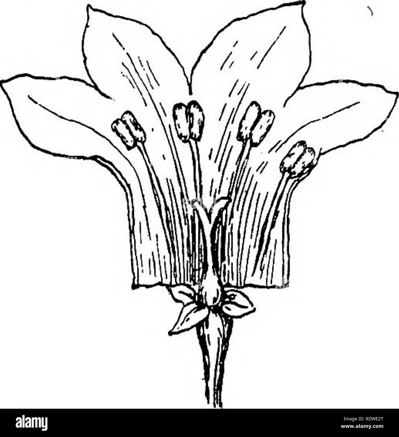. Elementare Botanik. Botanik. Abb. 453-Dichogamous Blume von bluet (Houstonia ccerulea), die kurze-styled Form. Die langen staubfäden und lange Stil ist, dass ein ähnliches Kreuz pollenation vorgenommen werden. 654. Pollenation der Primrose.-In den Primeln, von denen wir Beispiele wachsenden in Wintergärten, die Blüte im Winter, wir haben fast identische Beispiele der schönen Anpassungen für die Polle - Nation durch Insekten im bluet gefunden. Die allgemeine Form der Krone ist. Bitte beachten Sie, dass diese Bilder aus gescannten Seite Bilder, die digital enhanc wurden extrahiert werden Stockfoto . Elementare Botanik. Botanik. Abb. 453-Dichogamous Blume von bluet (Houstonia ccerulea), die kurze-styled Form. Die langen staubfäden und lange Stil ist, dass ein ähnliches Kreuz pollenation vorgenommen werden. 654. Pollenation der Primrose.-In den Primeln, von denen wir Beispiele wachsenden in Wintergärten, die Blüte im Winter, wir haben fast identische Beispiele der schönen Anpassungen für die Polle - Nation durch Insekten im bluet gefunden. Die allgemeine Form der Krone ist. Bitte beachten Sie, dass diese Bilder aus gescannten Seite Bilder, die digital enhanc wurden extrahiert werden Stockfoto
