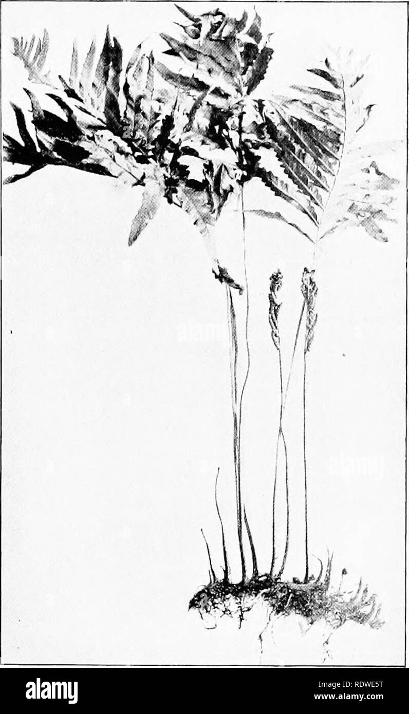 . Elementare Botanik. Botanik. Dimorphismus von FARNEN. 341 Farne sind Beispiele für diese interessante Beziehung zwischen die Blätter wie die Gemeinsame empfindlicher Farn (Onoclea sensibilis) und der Strauß Farn (O. Struthiopteris) und den Zimt Farn (Osmunda cinnamomea). Die empfindlichen Farn ist hier in der Abb. gezeigt. 445. Die sterilen Blätter sind groß, breit ausgebaut und Gefiedert, die. Abb. 445. Sensible fern; normaler Zustand des vegetativen Blätter und sporophylls. pinnse ist ziemlich groß. Die fruchtbaren Blätter sind auch in der Abbildung gezeigt, und man würde Sie nicht verlässt. Aber wenn wir prüfen Stockfoto