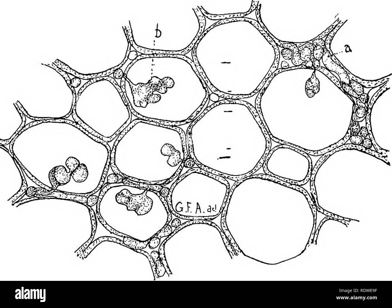 . Elementare Botanik. Botanik. N V TRI riON: Pilze. 323 dieser Anlagen, die als parasitäre Pilze bekannt sind. Die Anlage auf wessen Kosten sie wachsen, wird als "Host" Einer dieser parasitären Pilzen, die es ziemlich einfach ist in Grün zu bekommen - Häuser oder Wintergärten im Herbst und Winter, ist die Nelke Rost {Uromyces caryophyllinus), da es in rostigen dunkle braune Flecken auf den Blättern und Stielen der Nelke (siehe Abb. 424). Wenn wir dünne Querschnitte durch eines dieser Punkte auf ein Blatt, und Sie für ein Bild. 425 - Mehrere teleutospores, zeigt die variatio Stockfoto