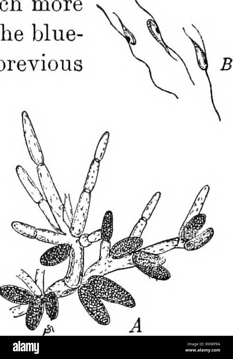 . Grundlagen der Botanik. Botanik; Botanik. 232 GRUNDLAGEN DER BOTANIK 298. Diskussion. - Fucus ist ein viel mehr hoch entwickelte Anlage als die Blau-grün oder grün Algen in den vorherigen Abschnitten untersucht. Sie verfügt über eine komplette zelluläre Struktur und es gibt erhebliche Arbeitsteilung zwischen den verschiedenen Teilen der Anlage. Es hat einen besonderen Holdfast, Blasen zu dienen als Schwimmer, ^eine haltbare Mittelrippe Run- ning längs der Zweige und sie zu stärken, und erweiterte Ränder der Zweige, Leisten - ing reichlich. Bitte beachten Sie, dass diese Bilder aus gescannten Seite Bilder, die extrahiert werden Stockfoto