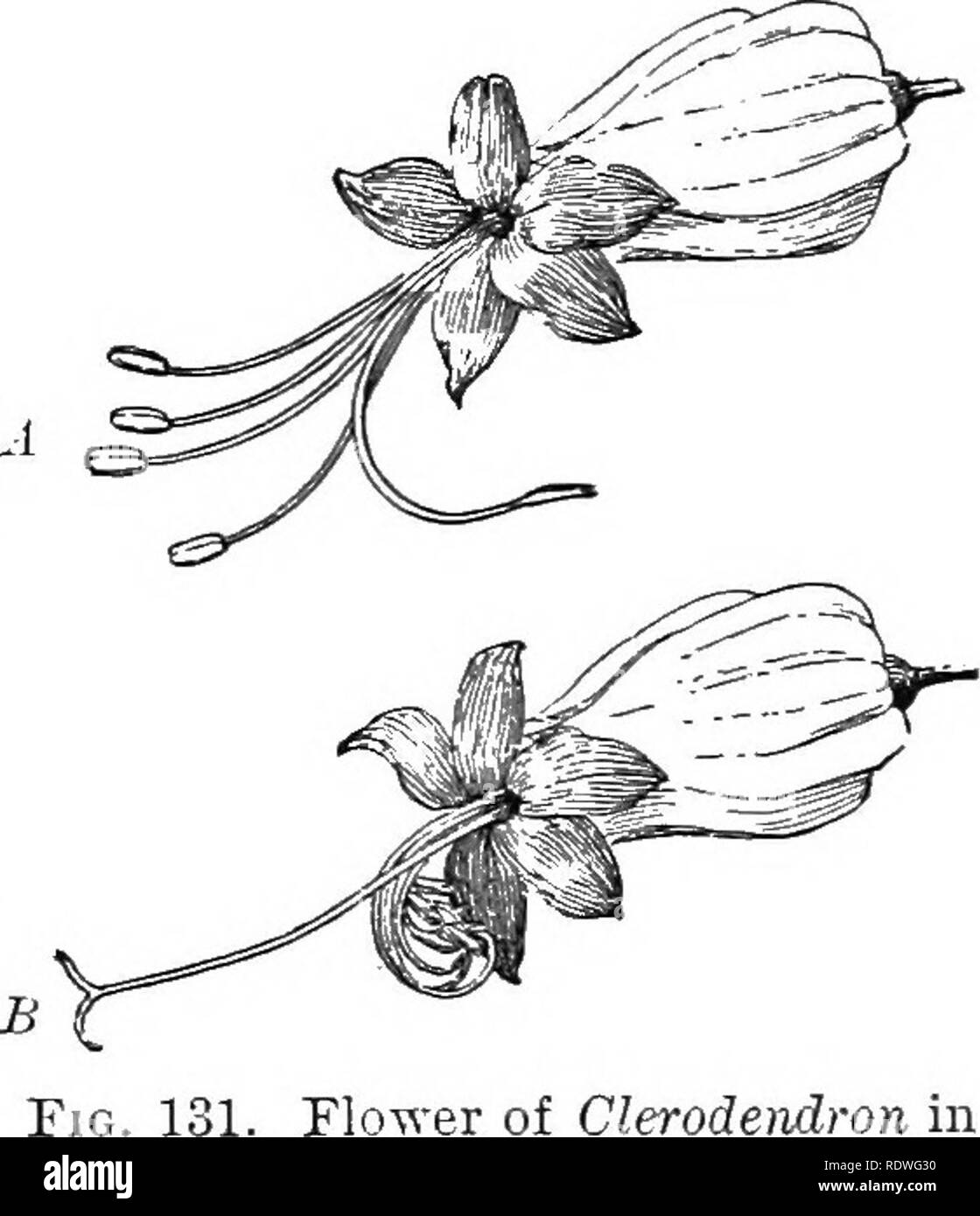 . Grundlagen der Botanik. Botanik; Botanik. Ökologie der Blumen; POLLIXATION 175 Viele Blumen, die scheinbar so beschaffen sein, dass eine Selbstbestäubung fast oder ganz unfähig, ihn zu sichern. Fre- gen der Pollen aus einem anderen Betrieb der gleichen Art herrscht über das, was die Blume auf seinen eigenen Stempel verschütten können, so dass, wenn beide Arten auf der Schande zusammen gestellt sind, ist es der fremden Pollen, die befruchtet. 209. Dichogamy; Bewegungen von Staubblättern. - Wenn die Sta-mens Reifen zu einem anderen Zeitpunkt von der Blütenstempel, Selbstbestäubung ist als erfolgreich verhindert, als wenn die Pflanzen Zweihäusig waren. Diese u Stockfoto