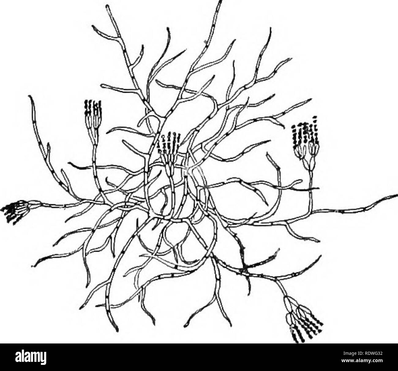 . Die Natur und die Entwicklung der Pflanzen. Botanik. 228 DER SAC PILZE dieser Entladung Sporangien, wäre es befallen werden und später, Niederlassungen der Hyphen würde Projekt aus seinem Körper und der Prozess der sporangien Bildung wiederholen. Klasse B Ascomyceten oder Sac Pilze 82. Allgemeine Zeichen. - Der ascomyceten sind die größten und die meisten variablen Gruppe der Pilze. Sie werden durch den pulvrigen Mehltau, die die Blätter von einer Vielzahl von Pflanzen beeinflussen dargestellt; für die braunen und blauen Formen, die auf Konserven auftreten, verfallende Obst, altes Leder, etc. (Abb. 138); die Schale Pilze und Morcheln (Abbn. 139, 141); Der schwarze kn Stockfoto