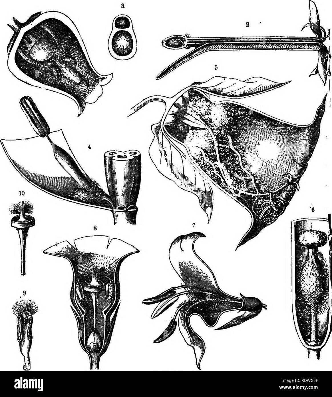 . Blume Ökologie. Ökologie der Pflanzen; Düngung von Pflanzen. 120. Abb. 51. Abb. 51. Haare, die gegen ungebeten Gäste. 1, Arctntlaphylos uvayursi; 2, Abschnitt der Blume des Centranthus ruber, Schnitt längs; 3, Querschnitt der Blüte; 1, Teil der Blume von Tulip (T sylveetrii); 5, Cobaea seandens, die Haare in der Nähe der Base; 6, Haare auf griffel von Daphne blagayana; 1, Lonicera. al'pigend; 8. yinra tierbacea; 9-10, Staubgefäße und Stempel der gleiche. (Nach Eerner von Marilaun.). Bitte beachten Sie, dass diese Bilder aus gescannten Seite Bilder, die digital für die Lesbarkeit erhöht worden sein können extrahiert werden-colo Stockfoto