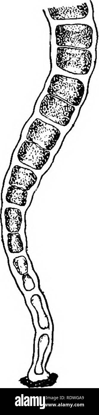 . Die Natur und die Entwicklung der Pflanzen. Botanik. Entwicklung von Pflanzen 191 dieser Art, eine oder mehrere der basalen Zellen leicht in Form und Inhalt geändert und so in die Verankerung der Anlage angepasst. Die anderen Zellen der Pflanze sind praktisch gleich, jeder con eine einzelne Kern und Chloroplasten und somit in der Lage, Nahrung und Bildung der reproduktiven Organe, die in der gleichen einfachen Art wie in Sphaerella festgestellt. (A) Die Reproduktion von Uloihrix.-^ Die Inhalte der grünen Zellen teilen sich in zwei oder mehr Zellen, die Flucht als. Bitte beachten Sie, dass diese Bilder sind e Stockfoto